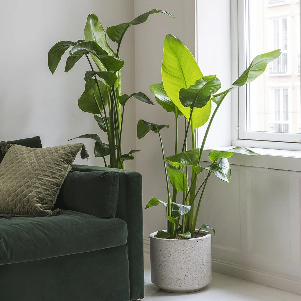 zimmerpflanze exotisch Tropische Zimmerpflanzen-Kollektion (x4) - Chamaedorea elegans, Arum  syngonium, Musa, Coffea arabica main image 0