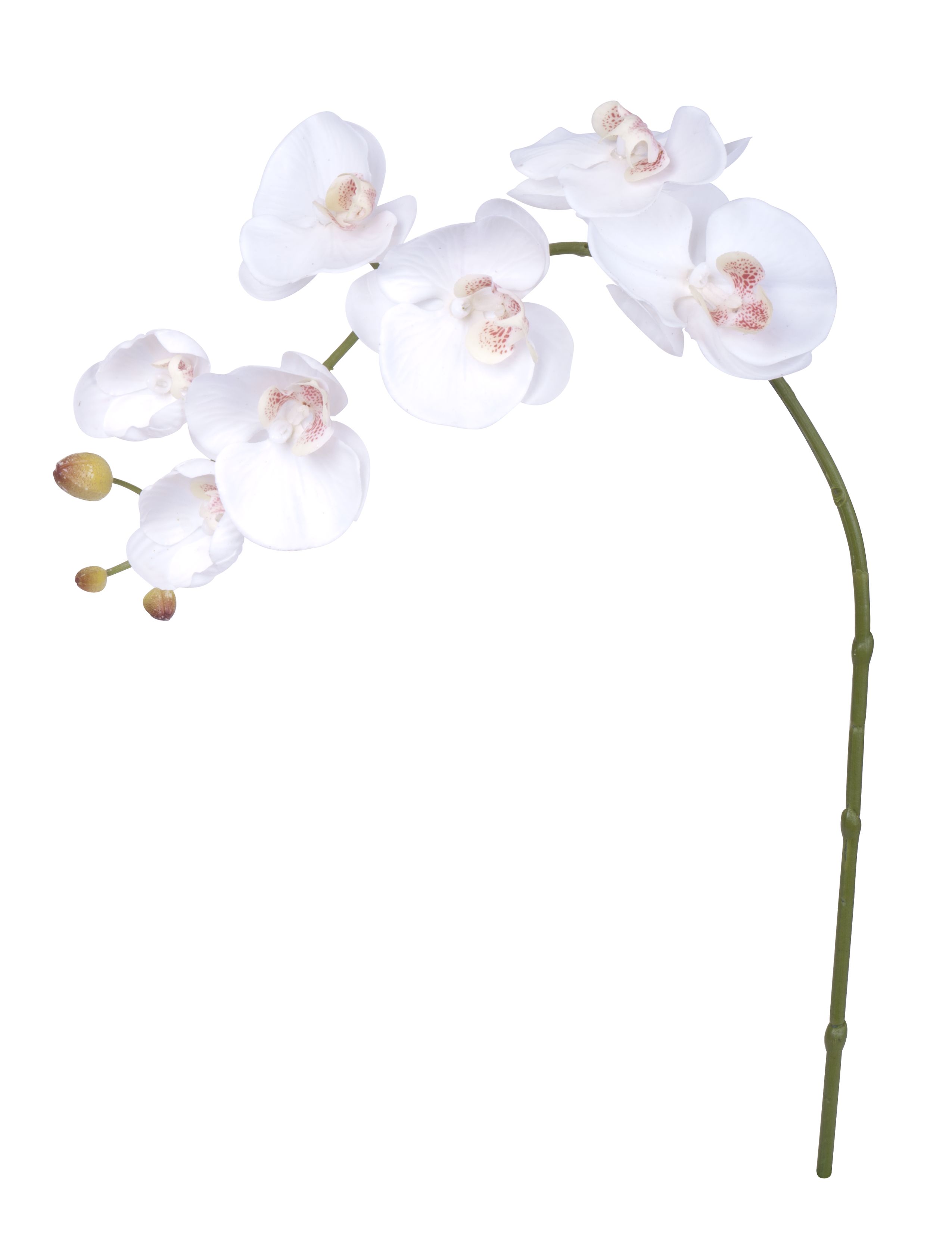 Orchide branch H73 white