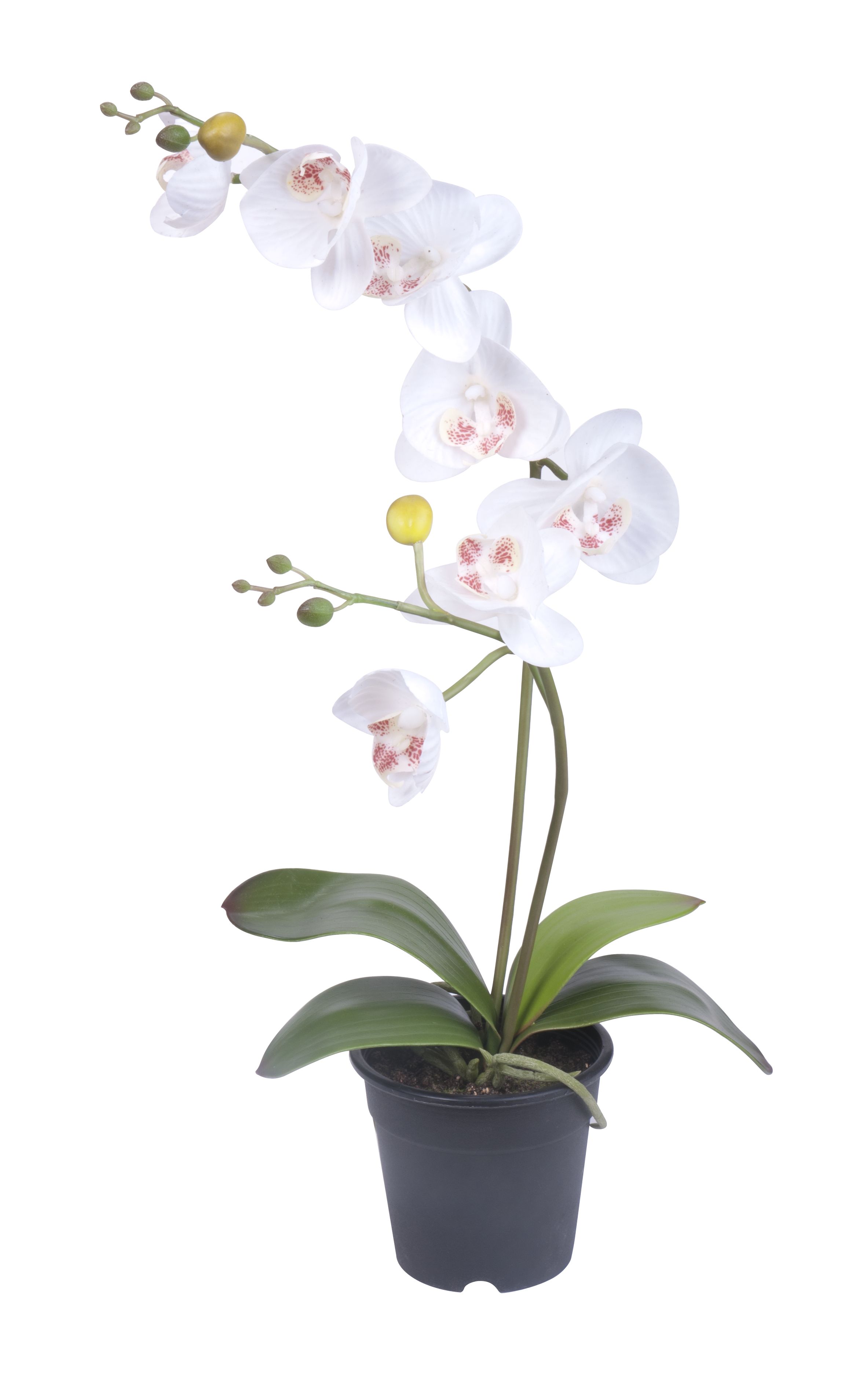 Orchid in pot H53 white
