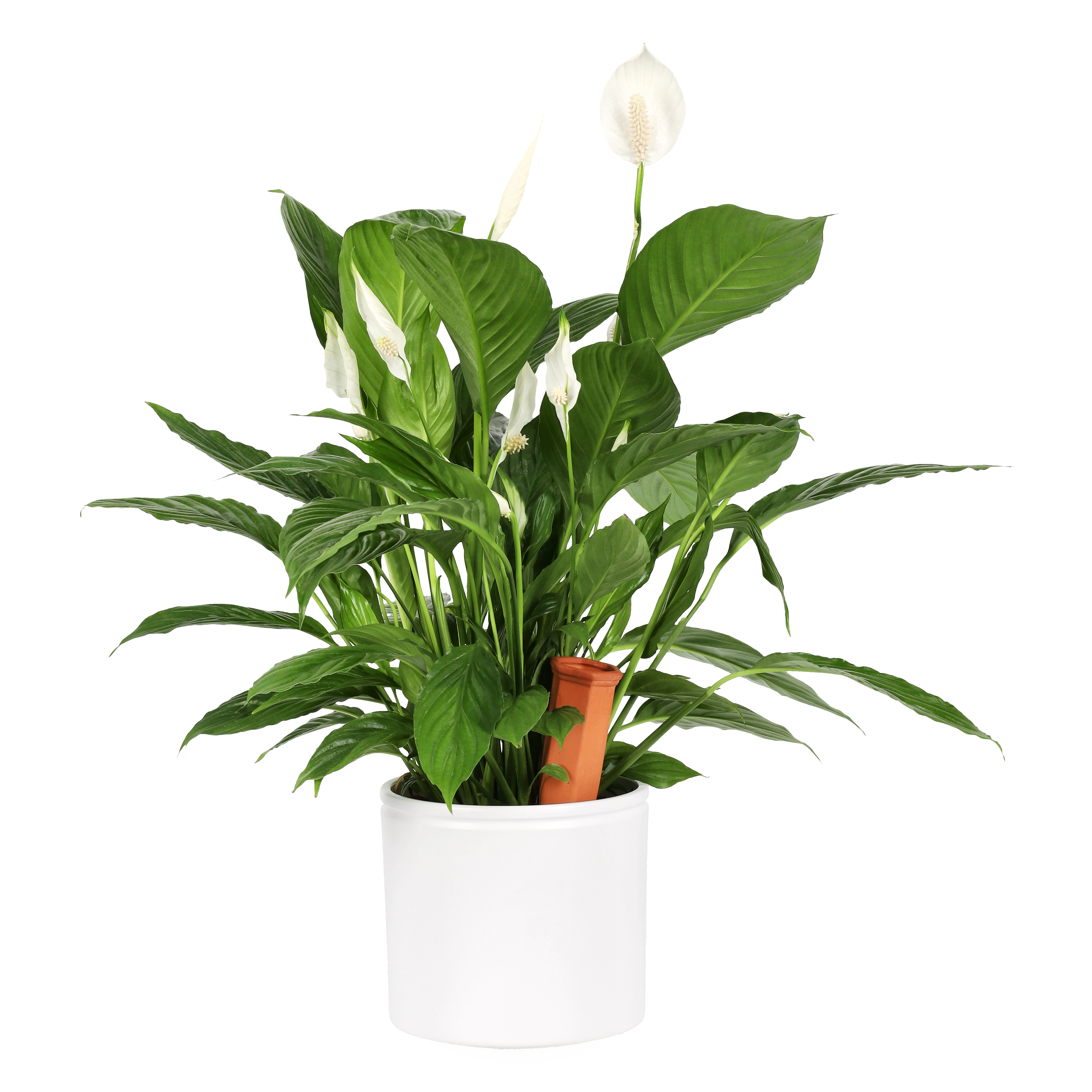 Självvattnare terrakotta