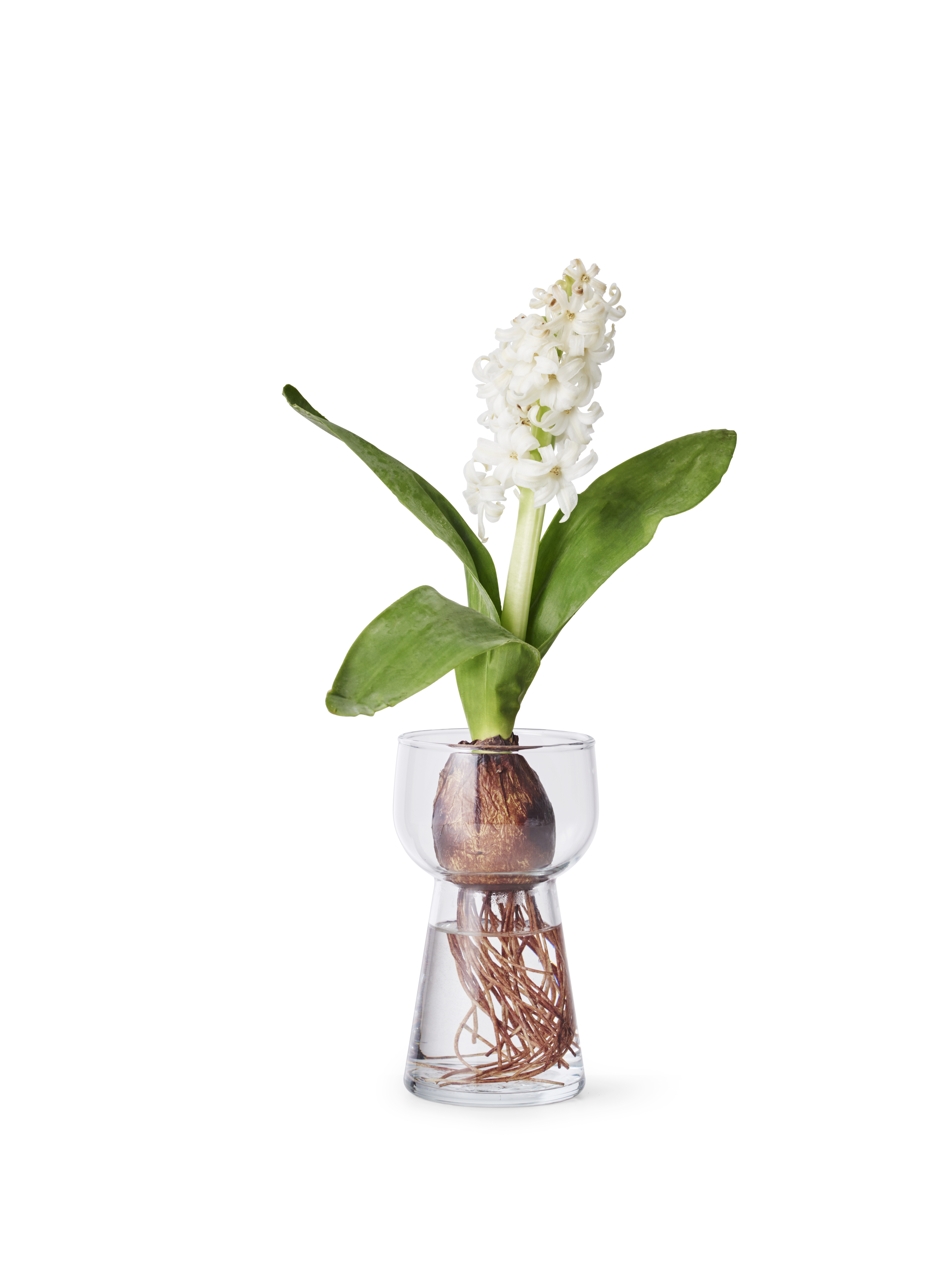 Hyacinth vase H14 transparent
