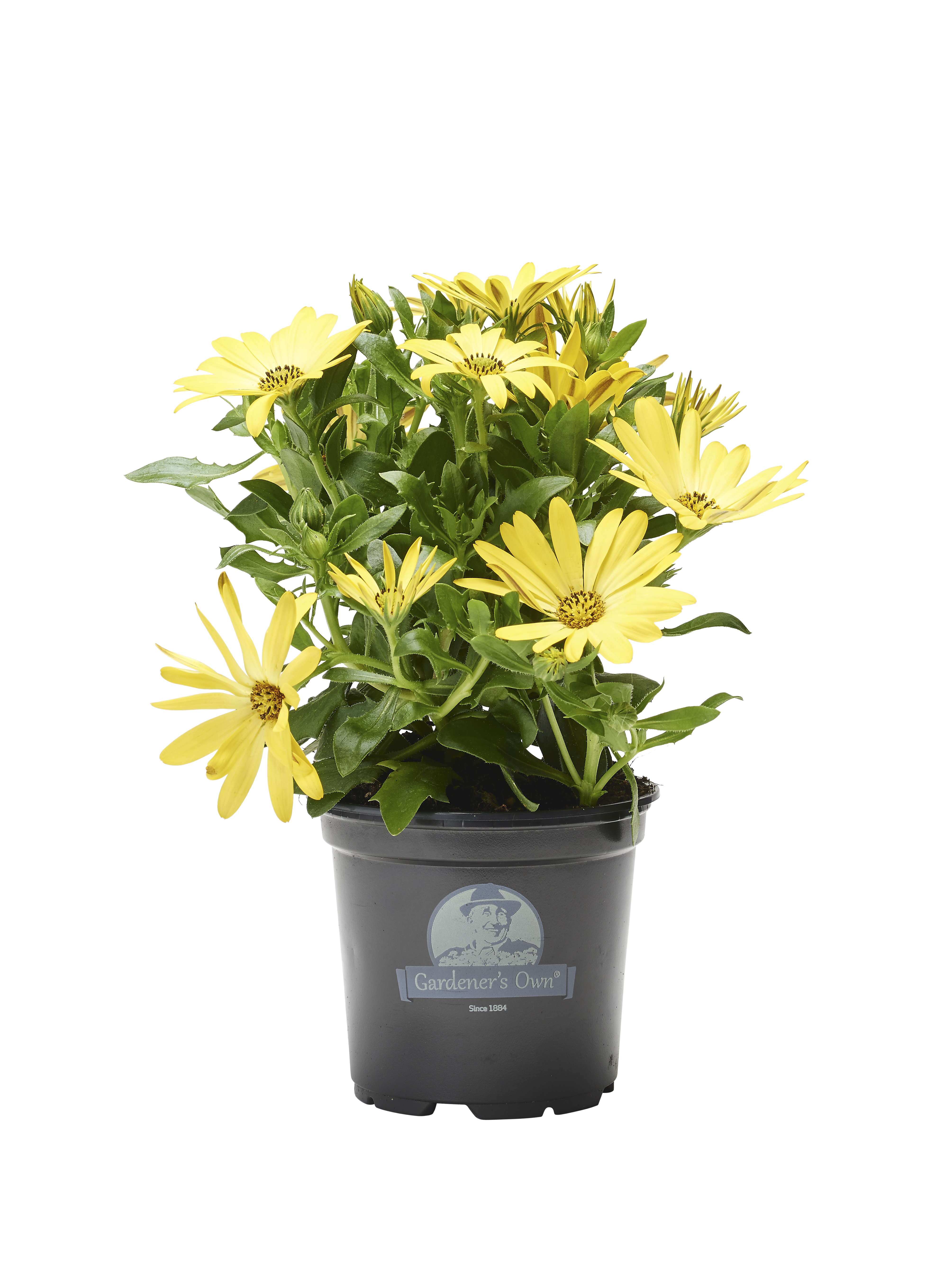 Osteospermum Purple 12 cm