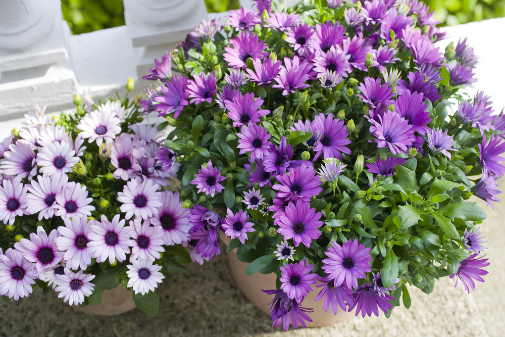 Osteospermum Purple 12 cm
