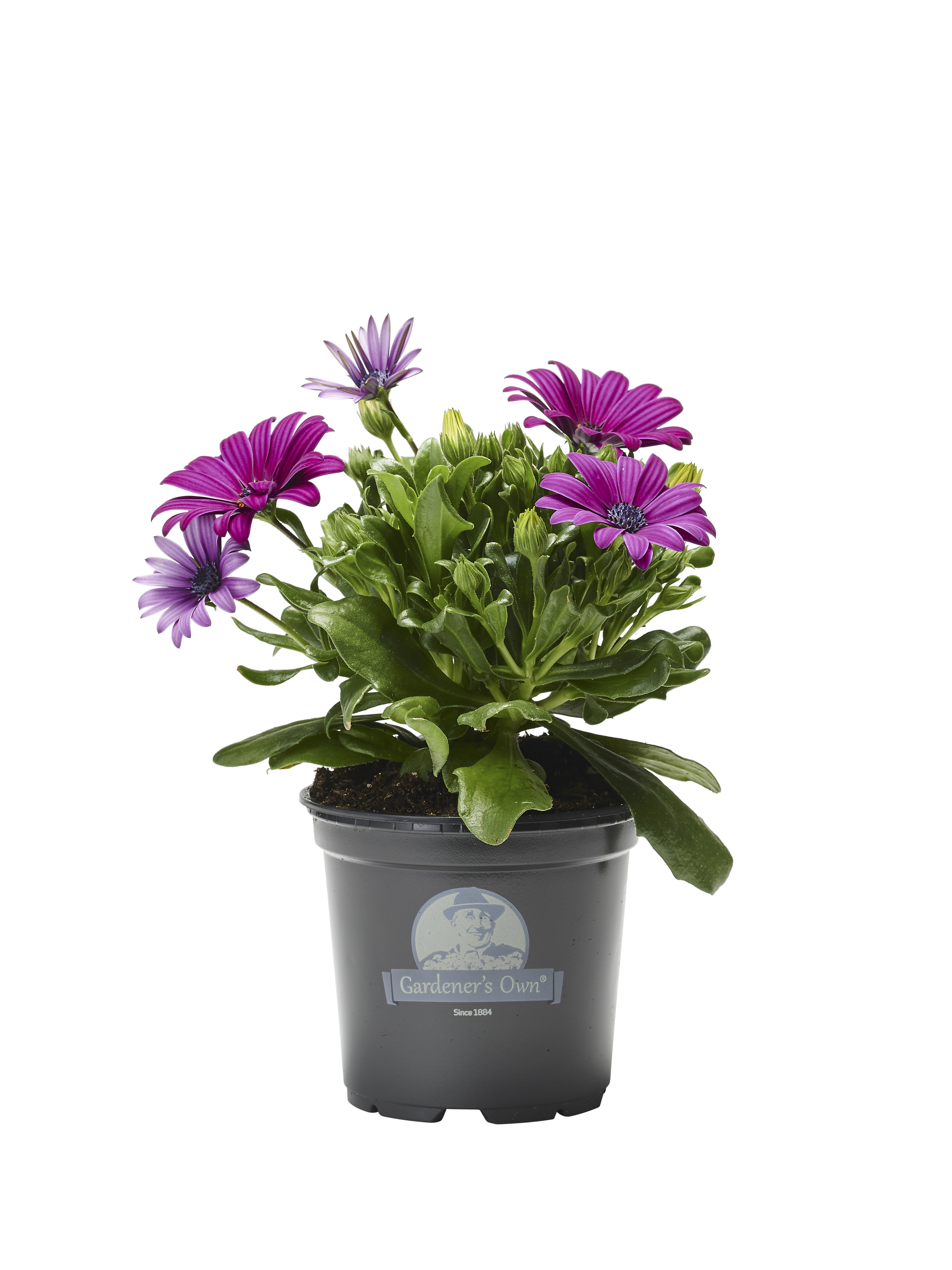 Osteospermum Purple 12 cm
