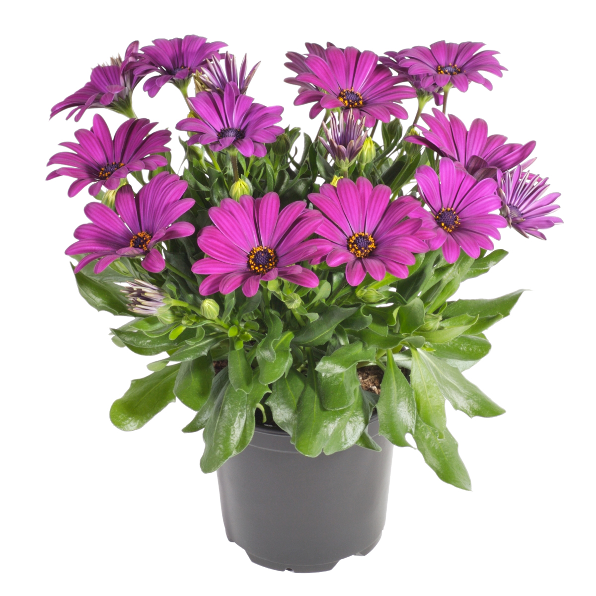 Osteospermum Purple 12 cm