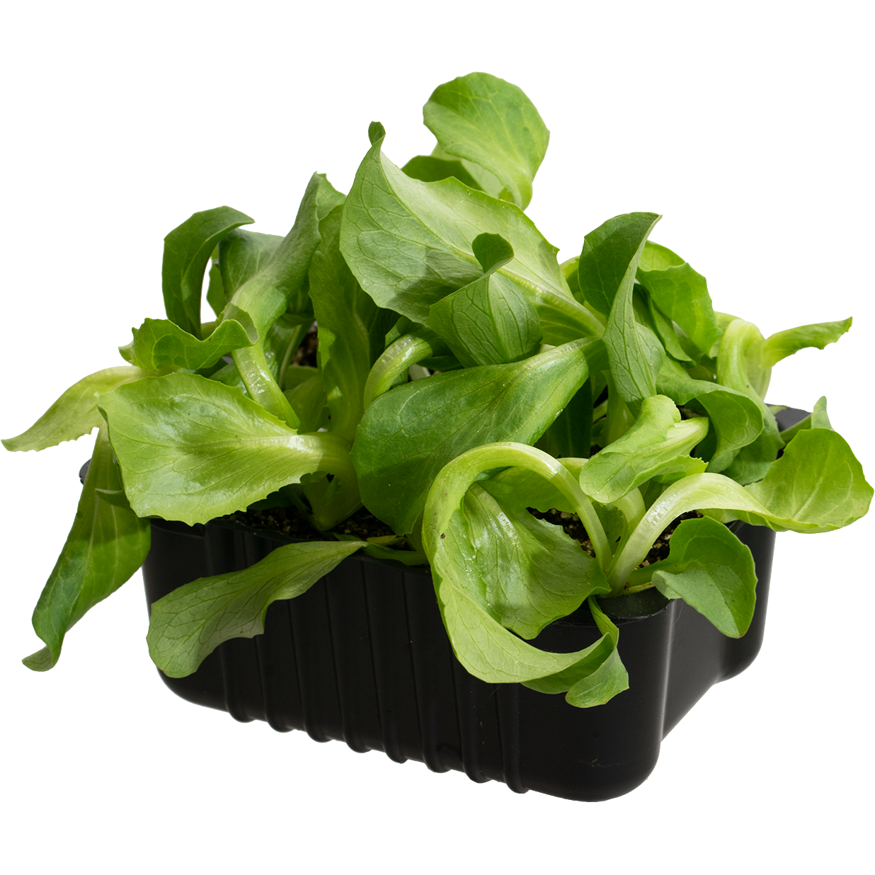 Isbergssallat 'Calgary'