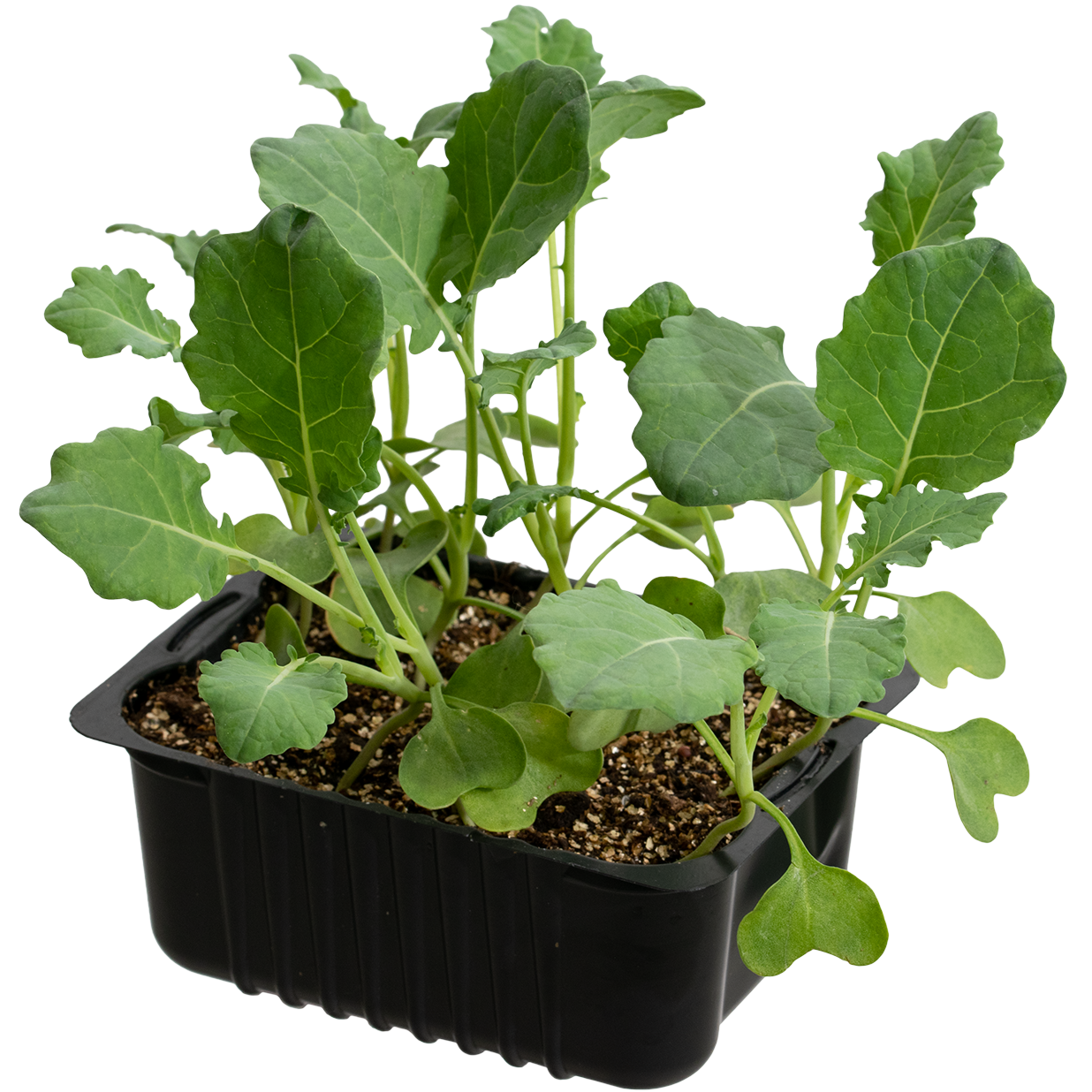 Cauliflower 'Goodman' box 14 cm