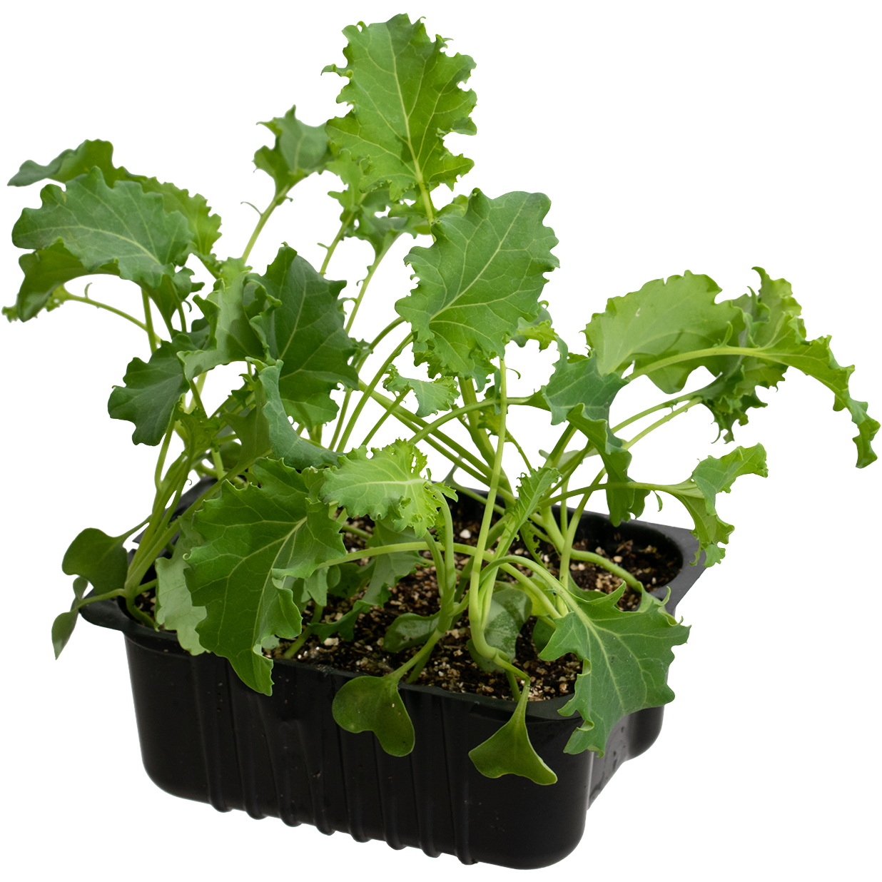 Kale 'Bornick' box 14 cm