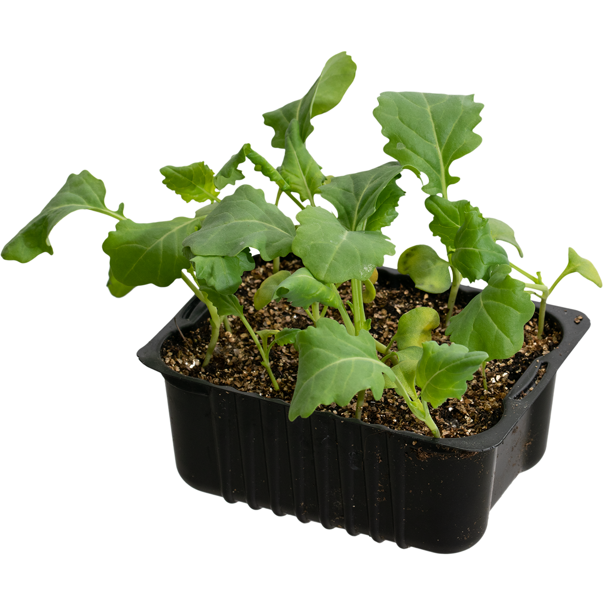 Broccoli 'Marathon' box 14 cm