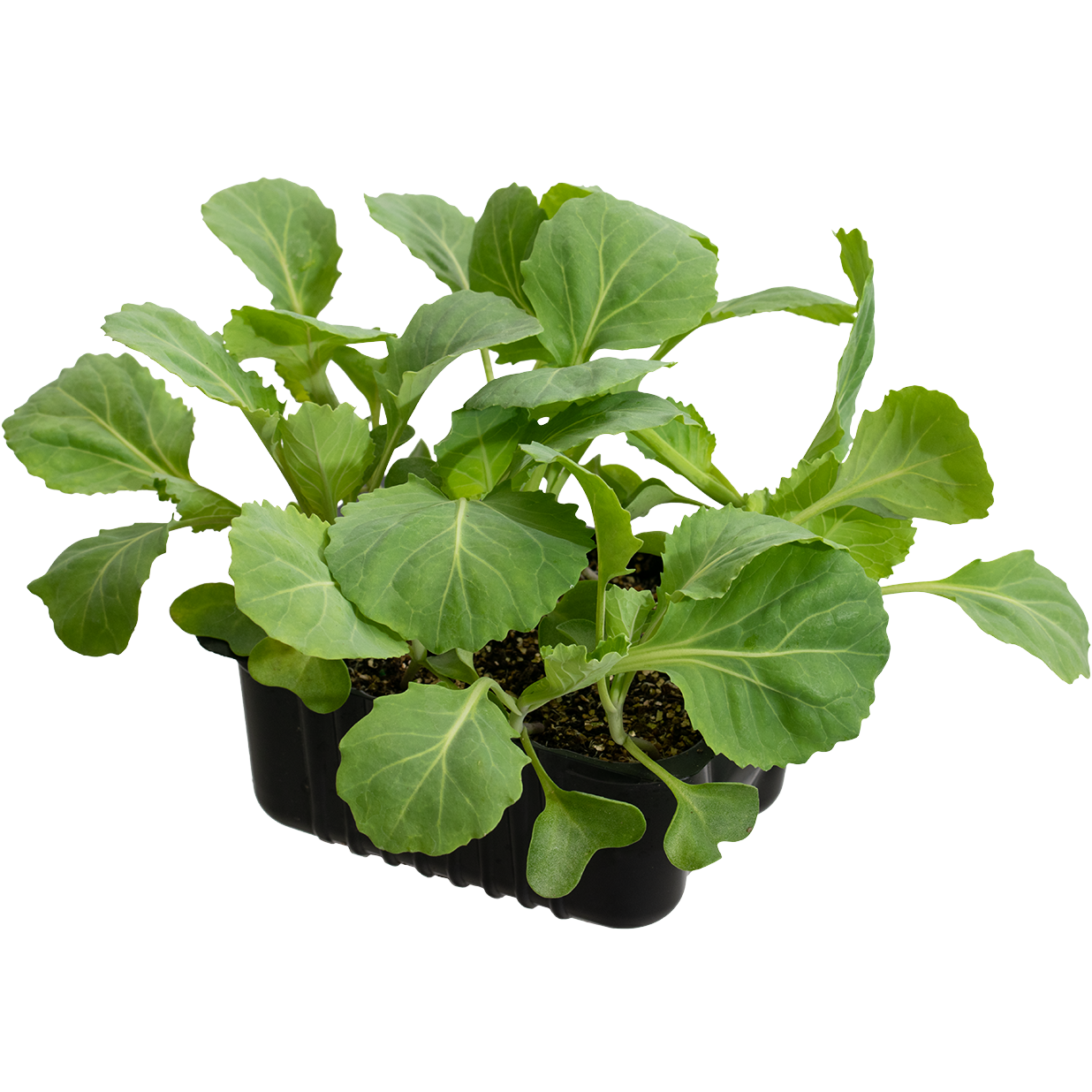 Sommarkål 'Marner A'