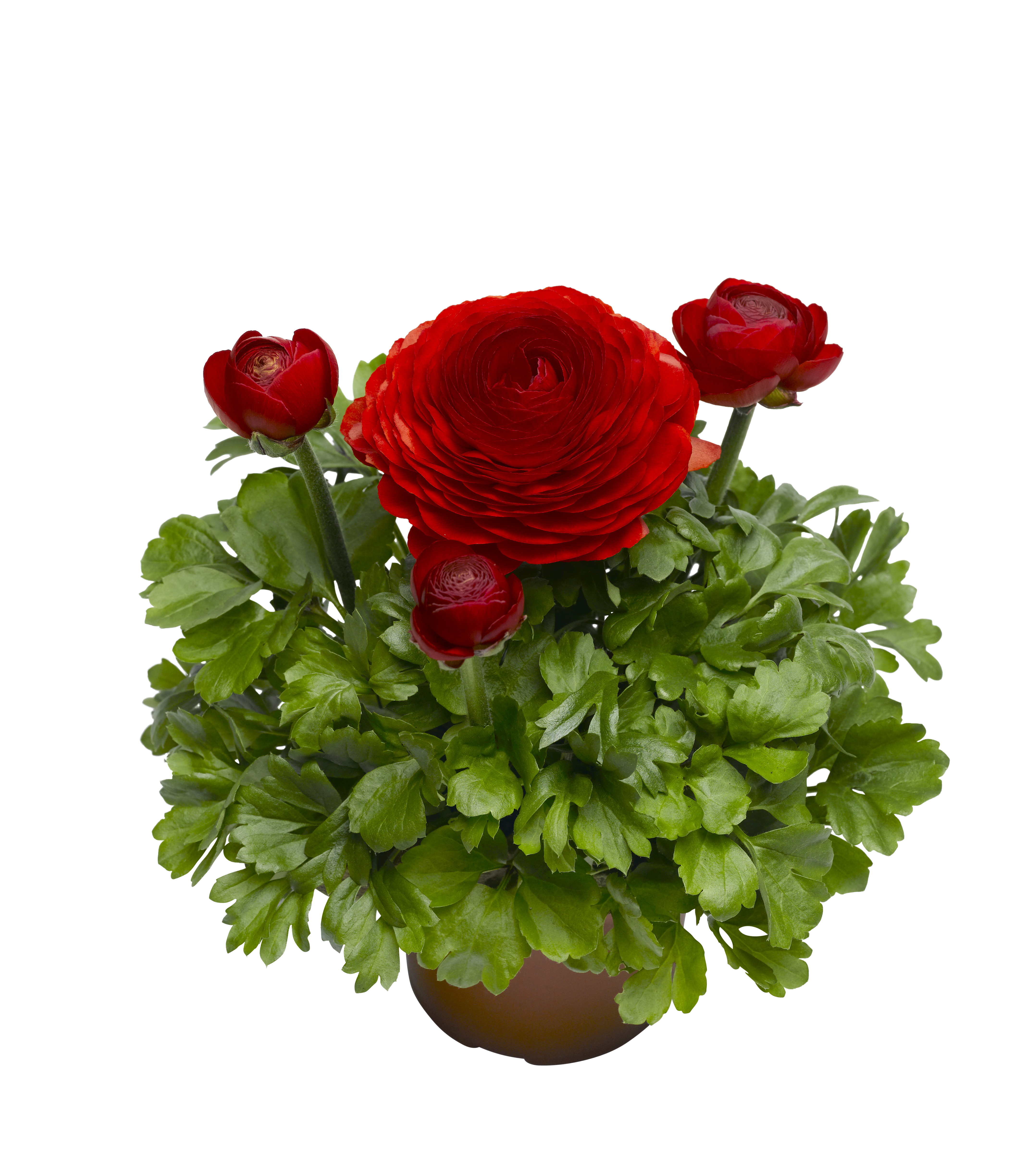 Ranunculus 12 cm