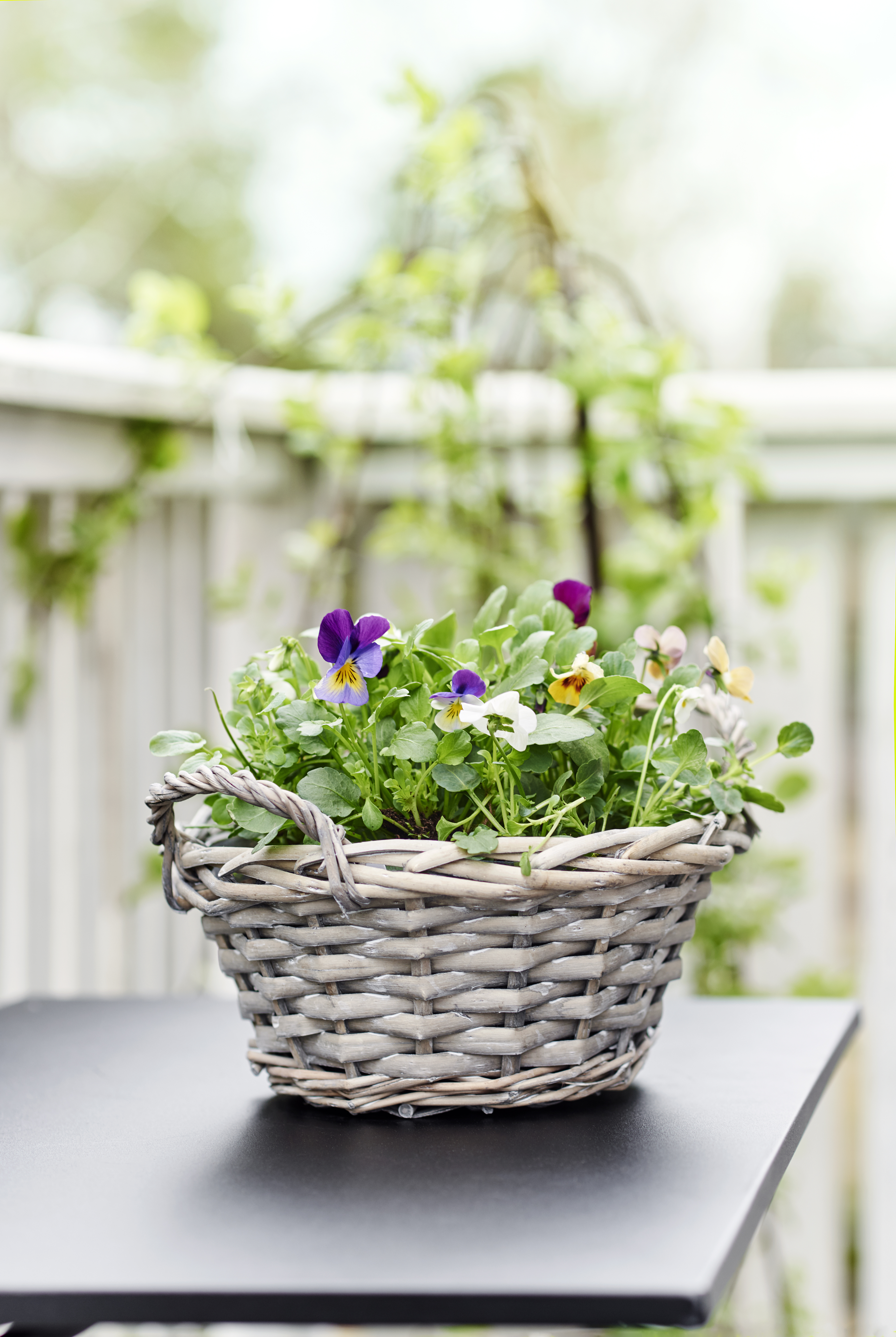 Viola Romantic Garden bowl 21 cm