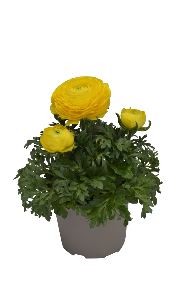 Ranunculus 12 cm
