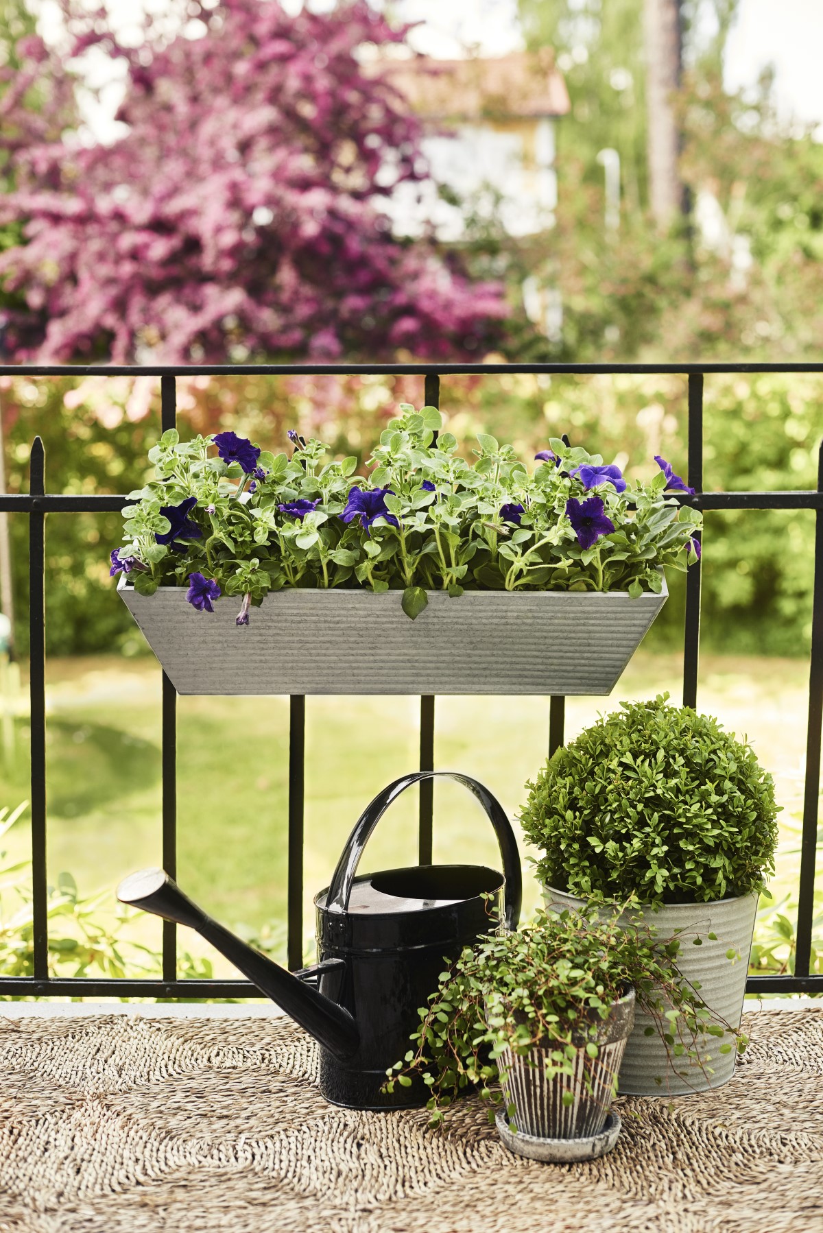 Petunia h. Purple 12 cm