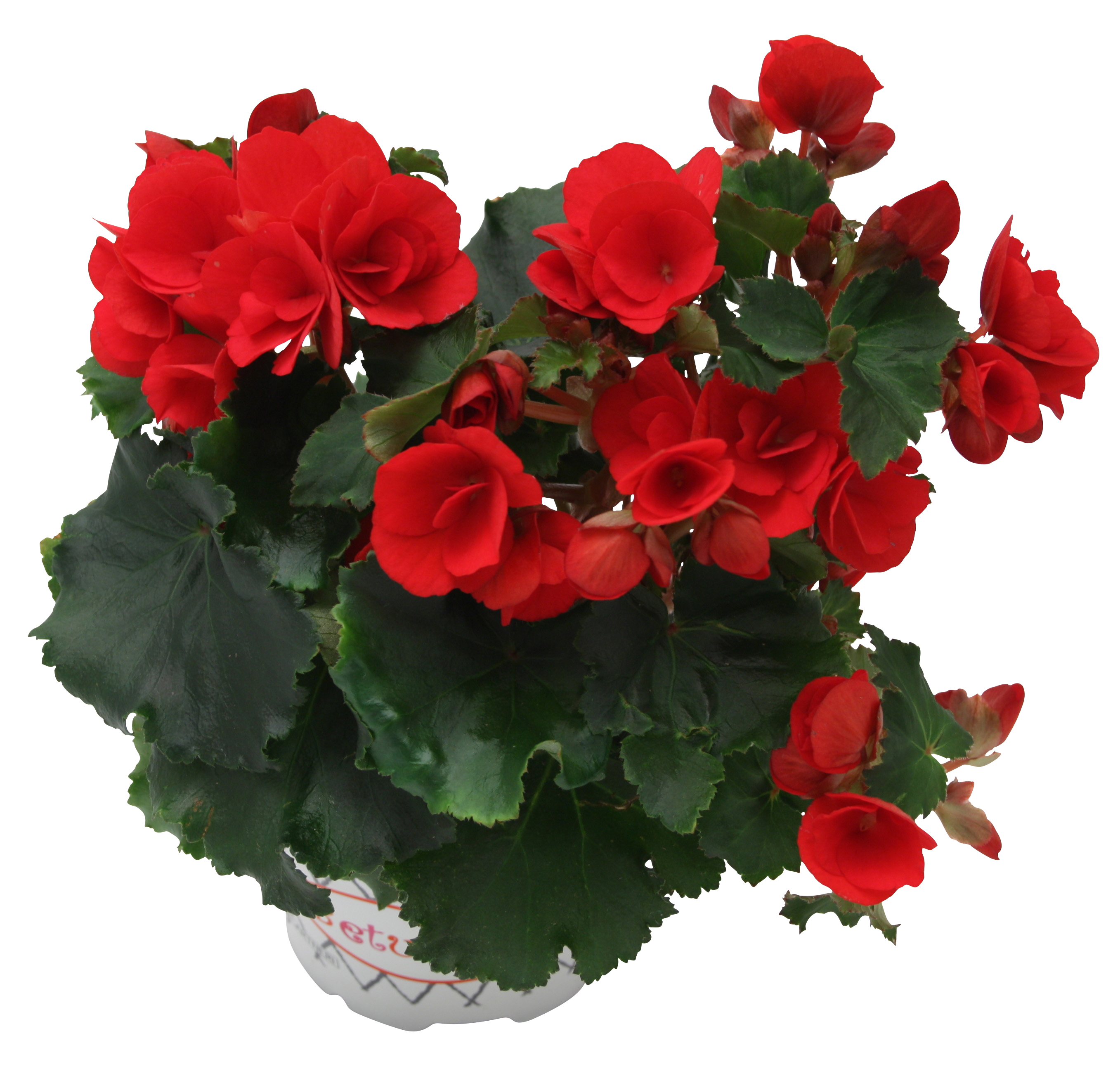 Begonia 'Betulia' Red 12 cm