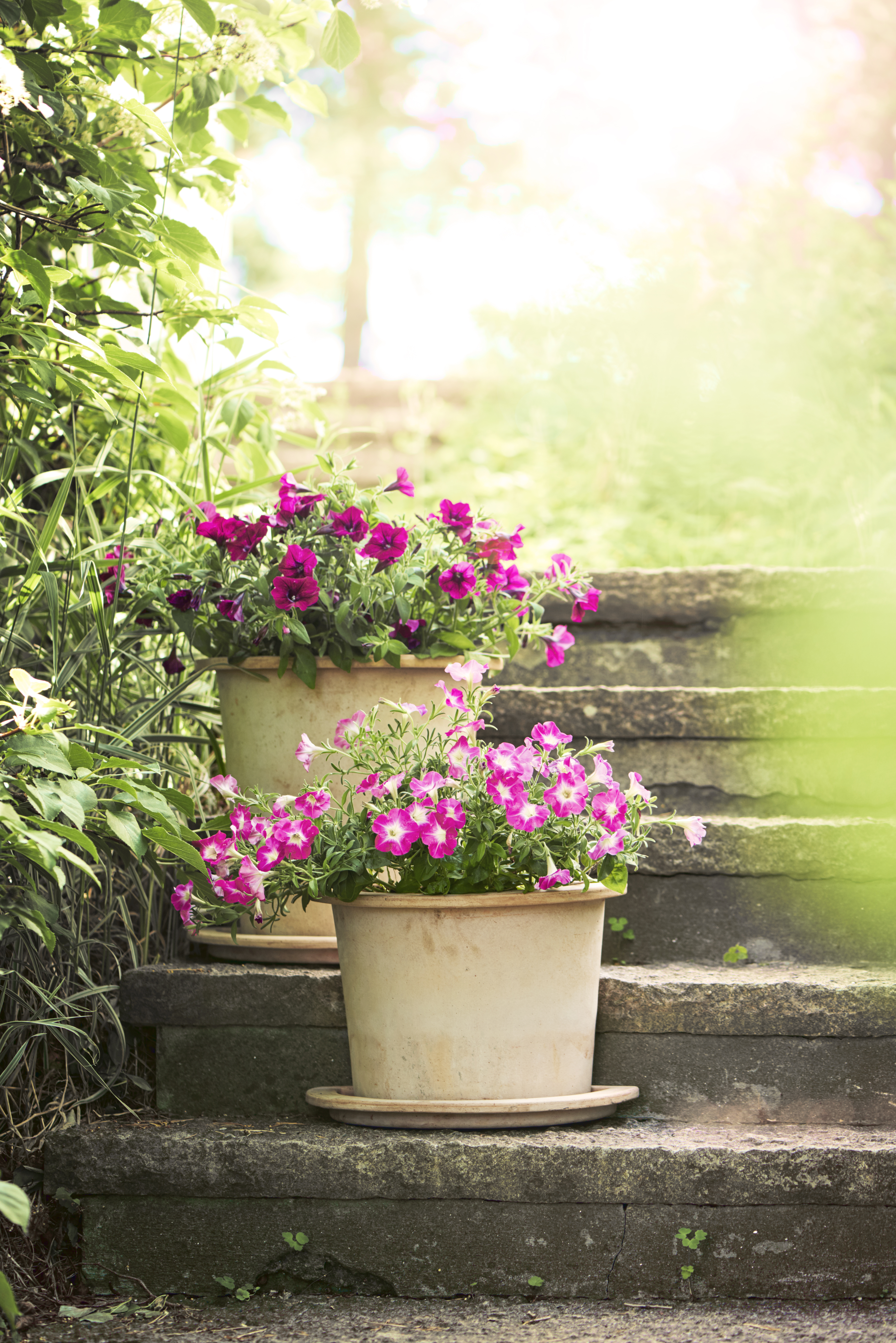 Petunia h. Purple 12 cm