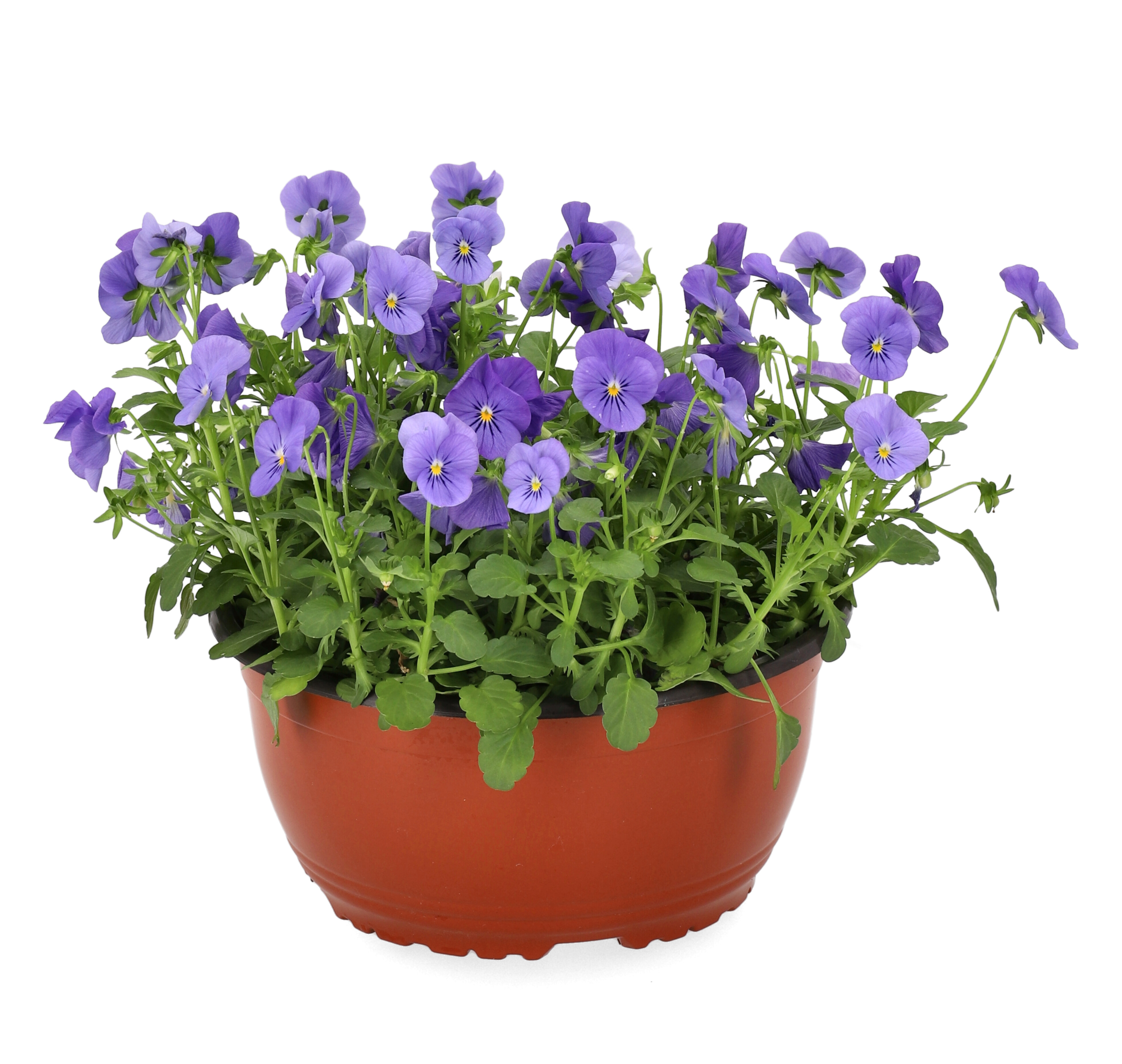 Viola Romantic Garden bowl 21 cm