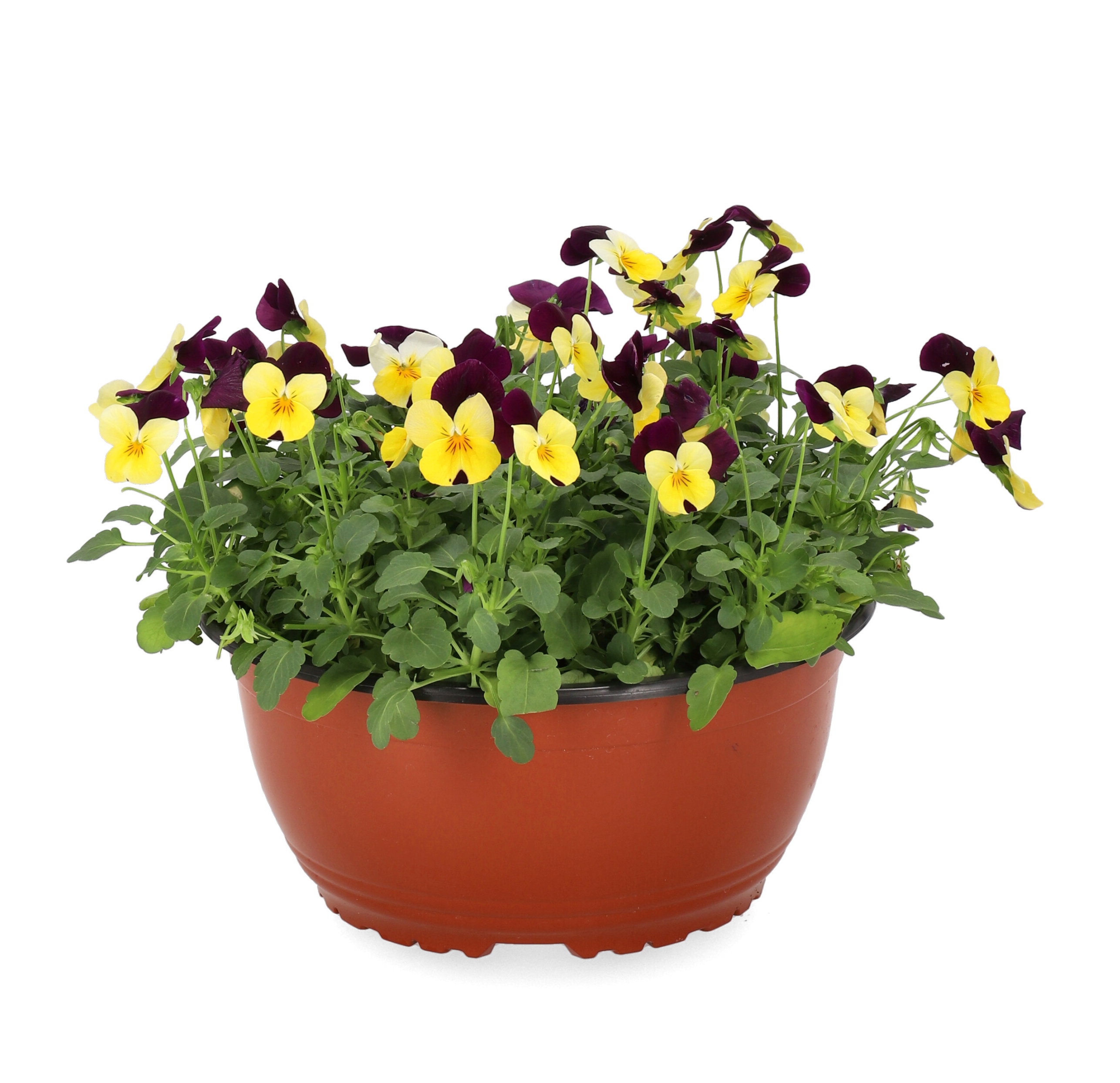 Viola Romantic Garden bowl 21 cm
