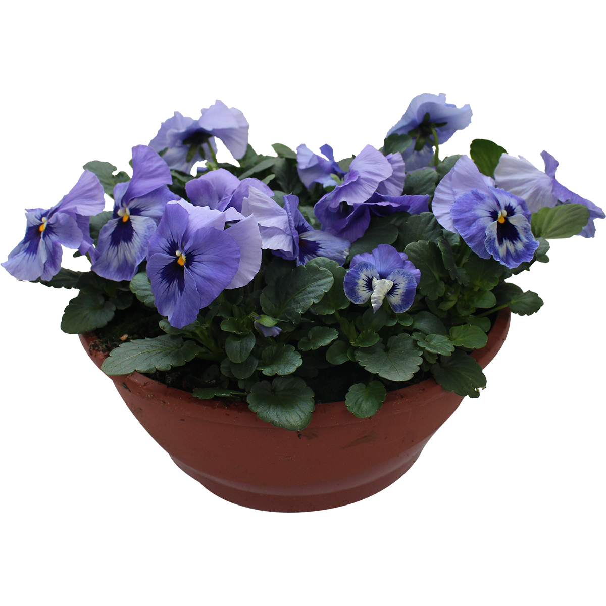 Viola small fl. bowl 27 cm