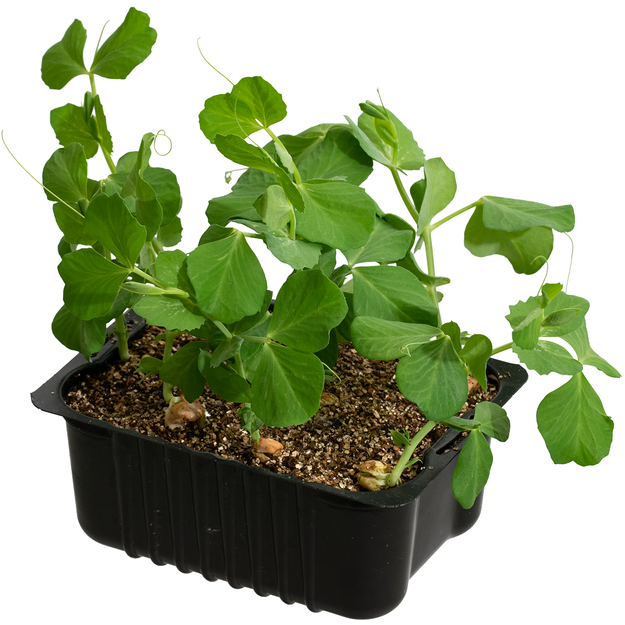 Sugar snaps box 14 cm