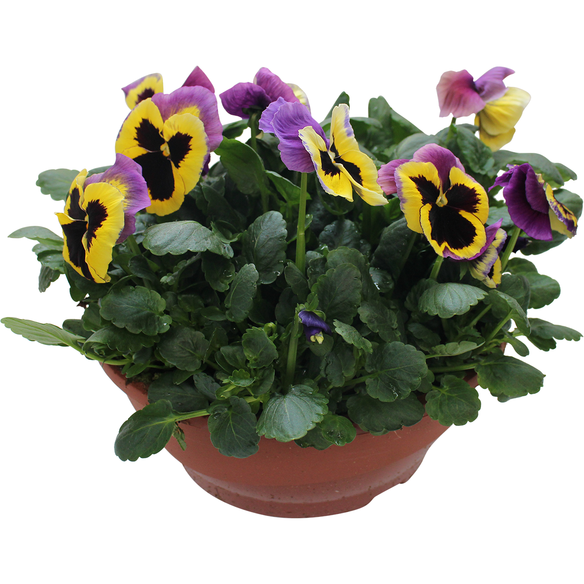 Viola small fl. bowl 27 cm