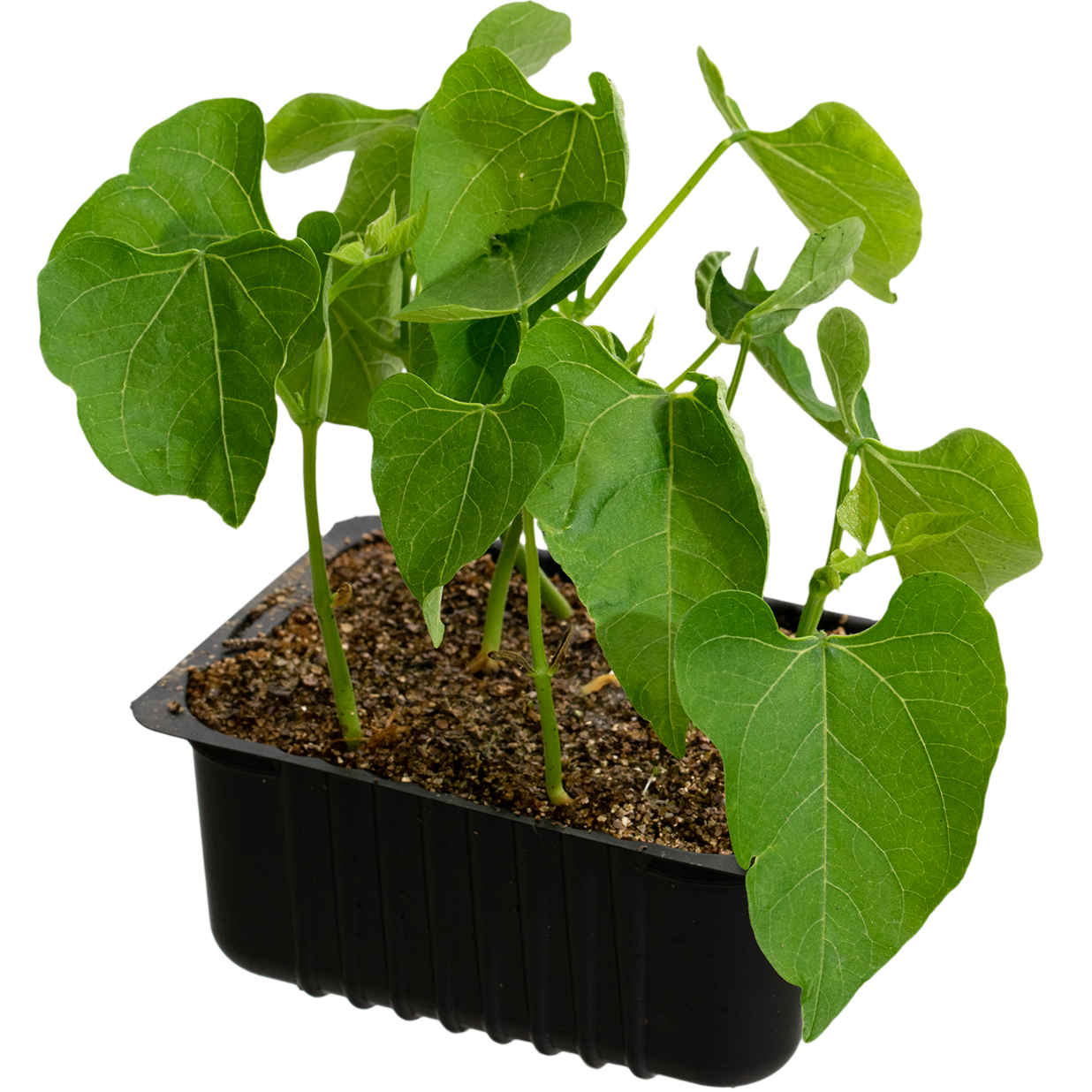 French beans 'Arras' box 14 cm