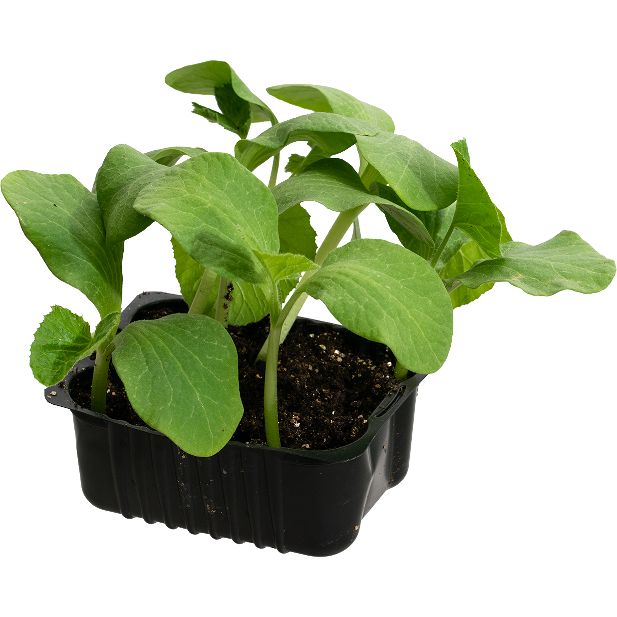 Gresskar 'Rouge Vif d'Etampes'