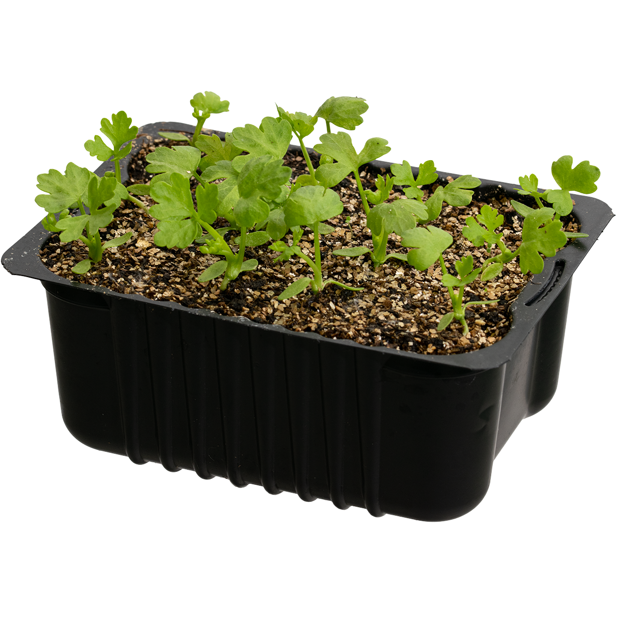 Apium Stangselleri box 14 cm