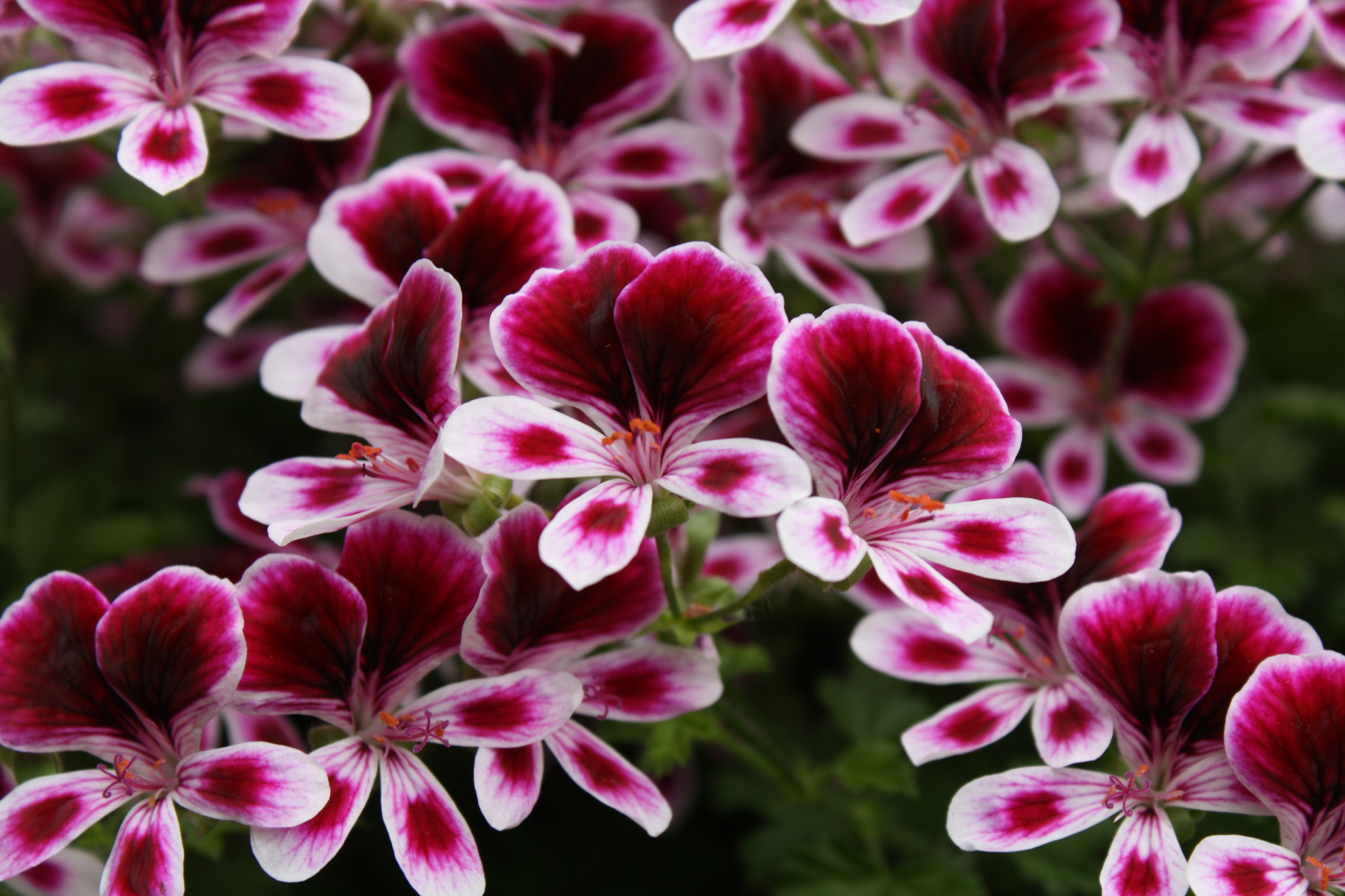 Pel. 'Mosquitaway' 12 cm