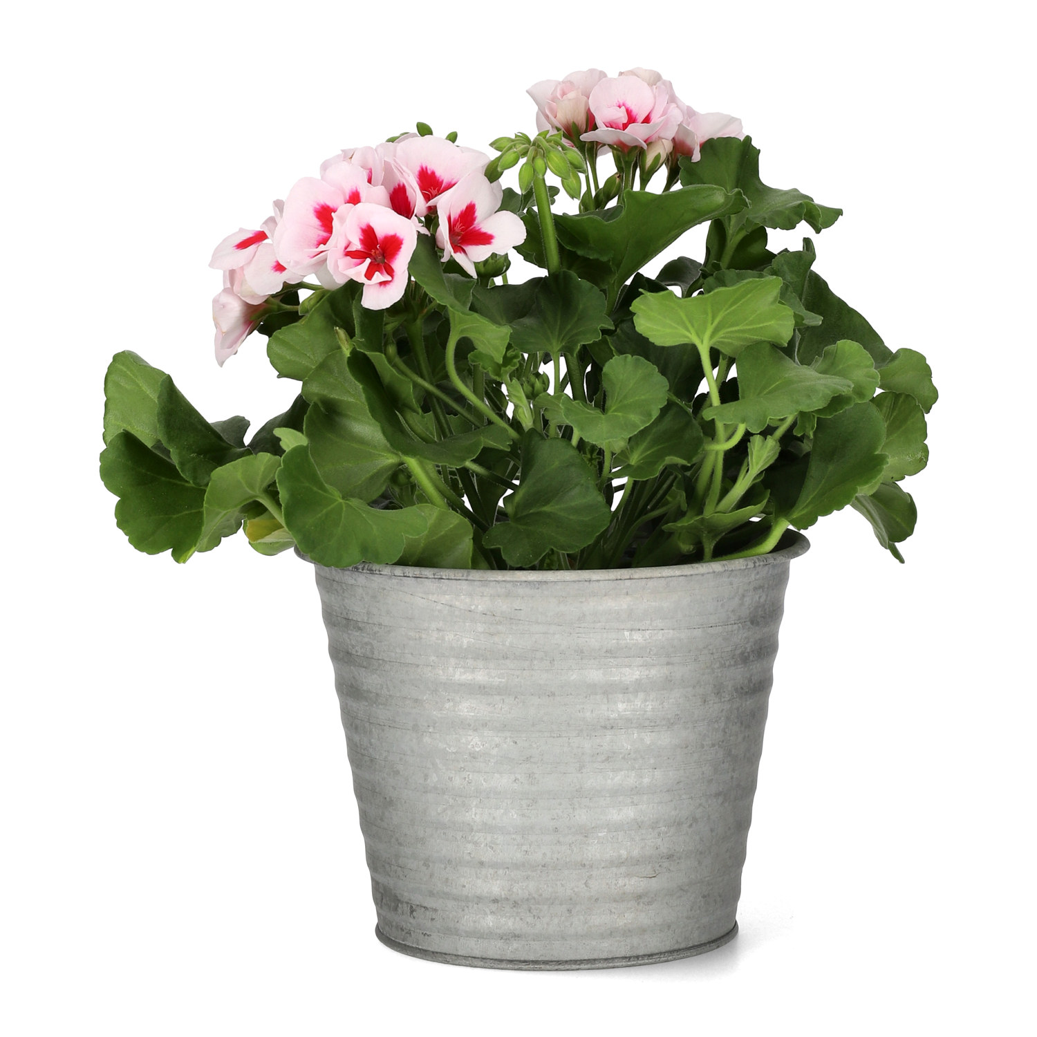 Pelargon Calliope 'White Splash'