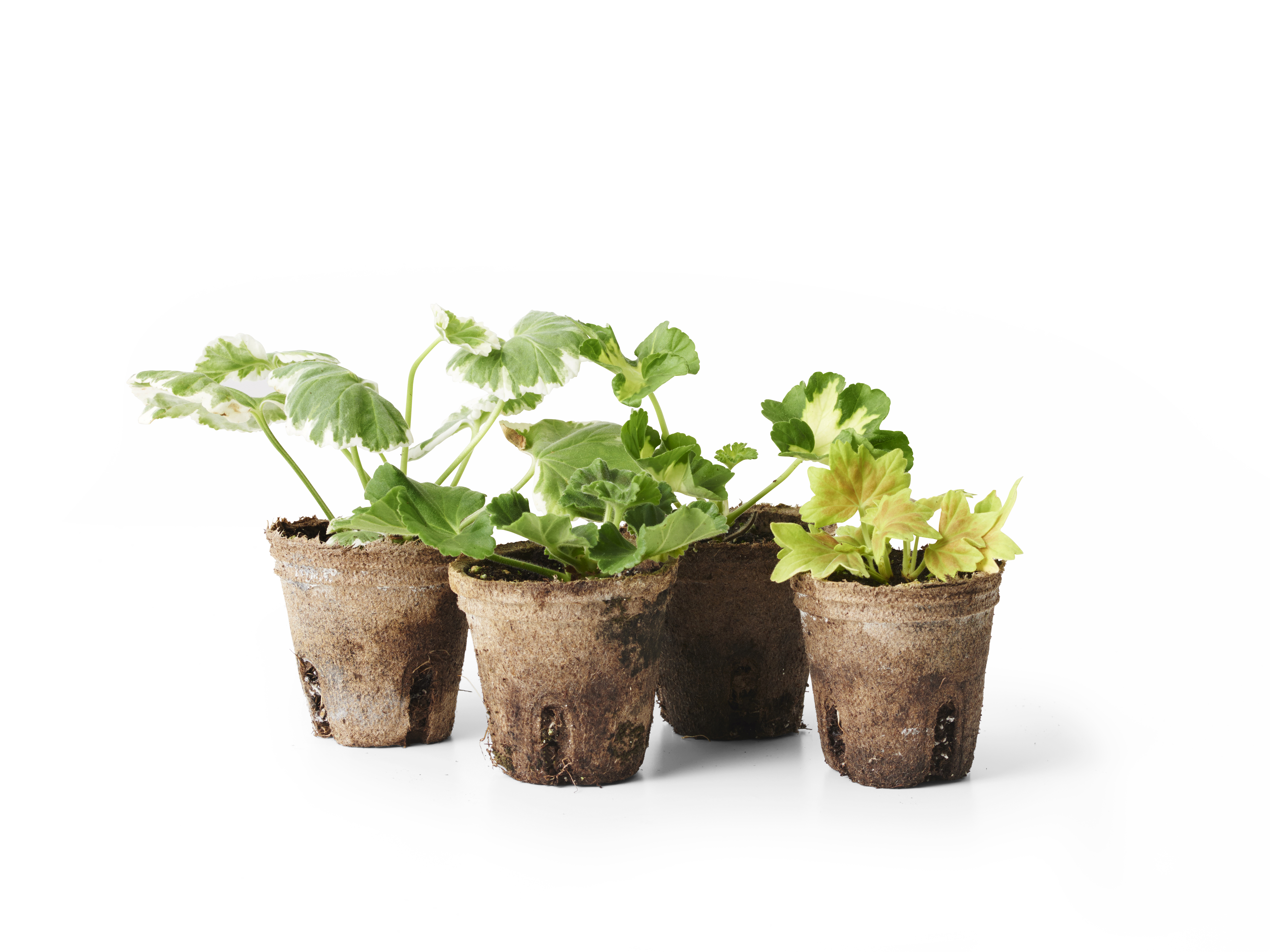 Zonalpelargon stickling