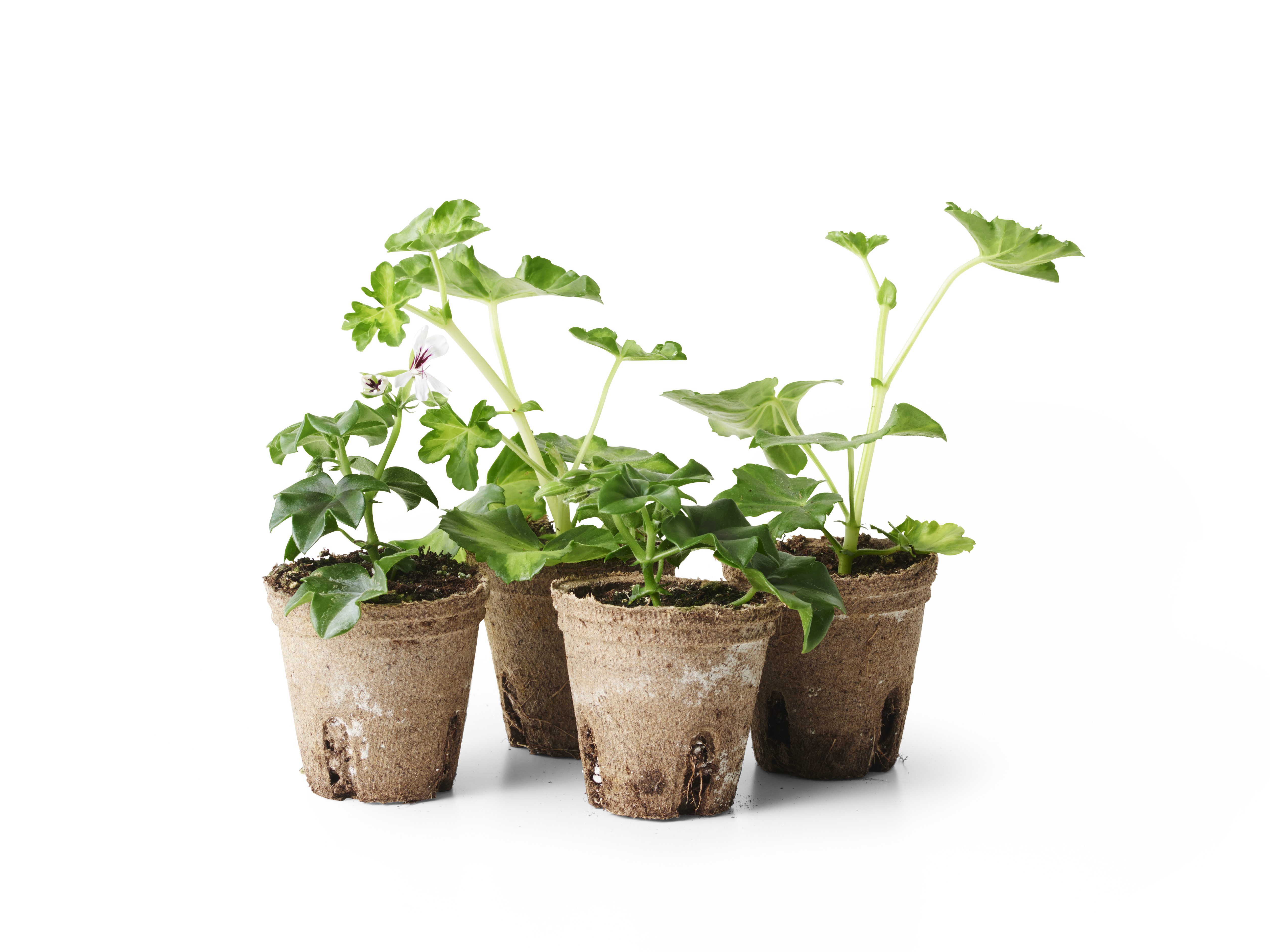 Pelargonium peltatum 6 cm