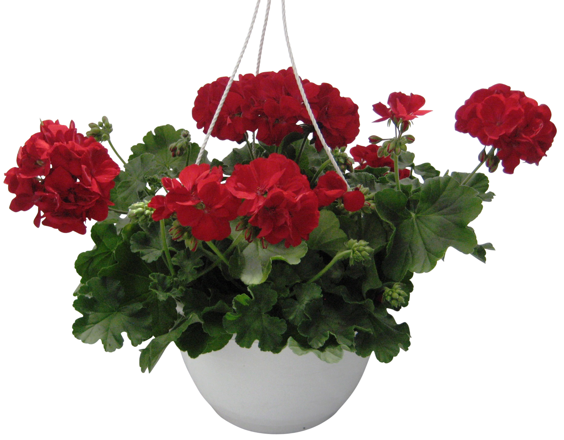 Kärlekspelargon 'Dark Red' ampel