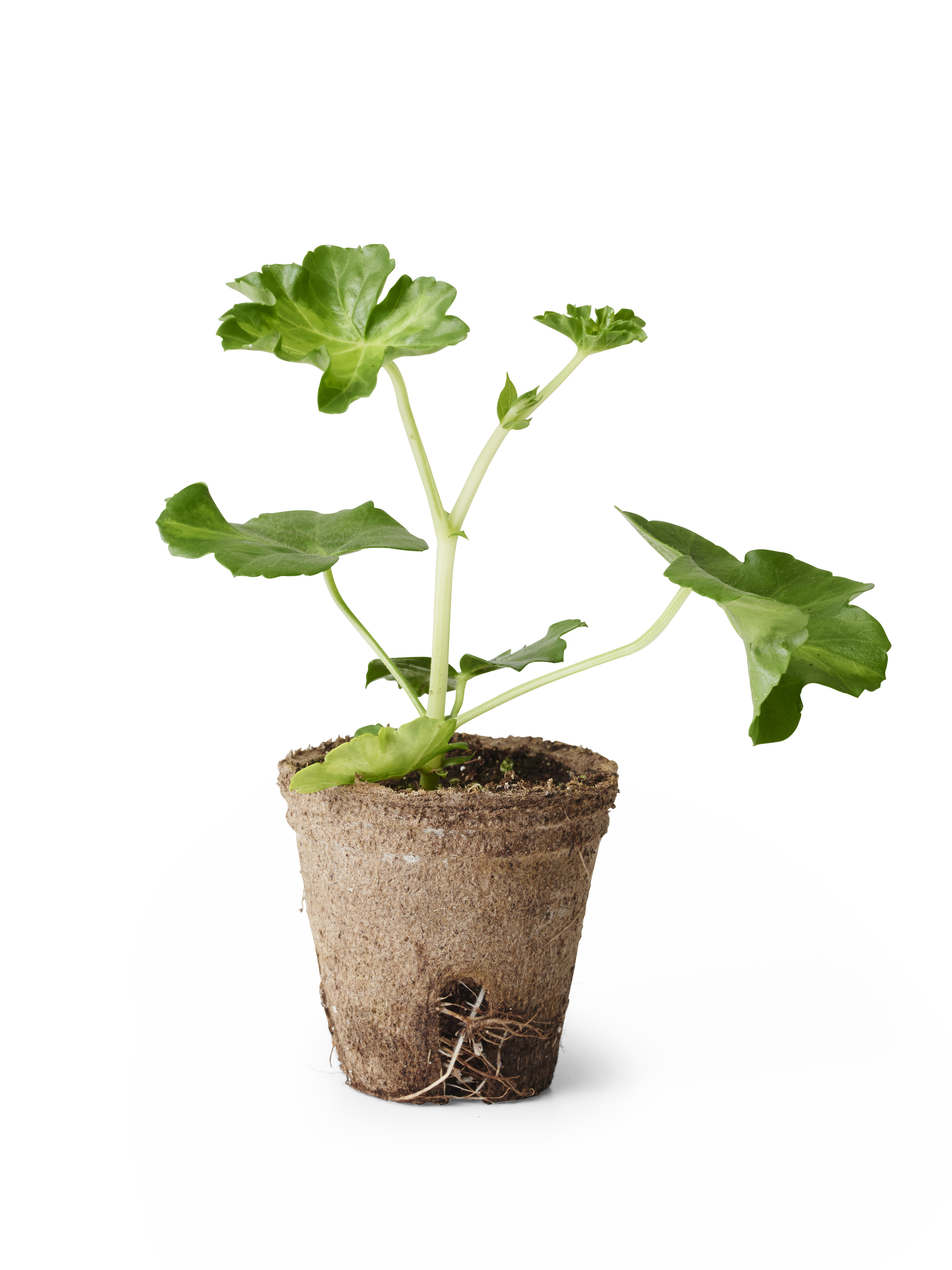 Pelargonium peltatum 6 cm