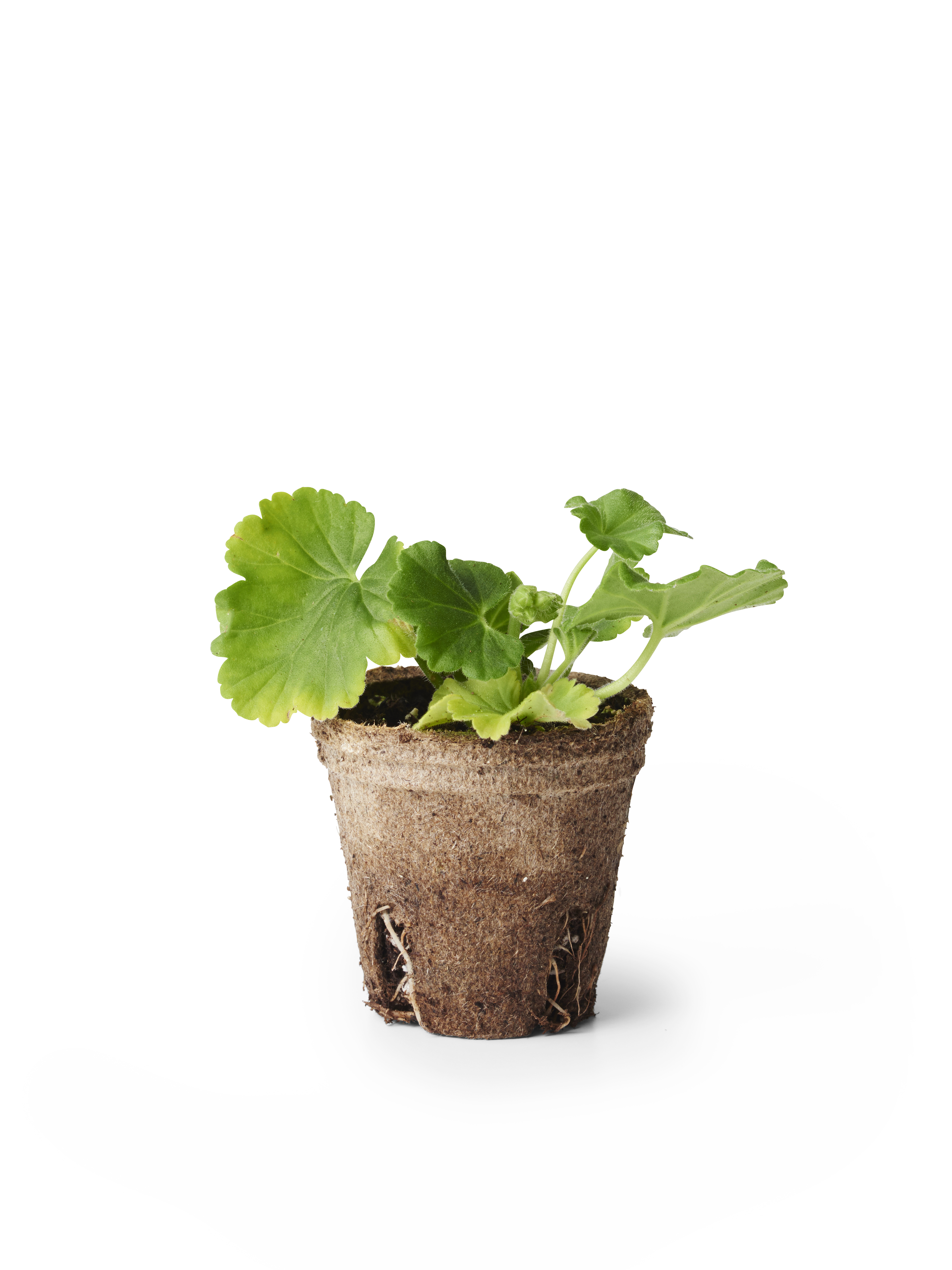 Zonalpelargon stickling