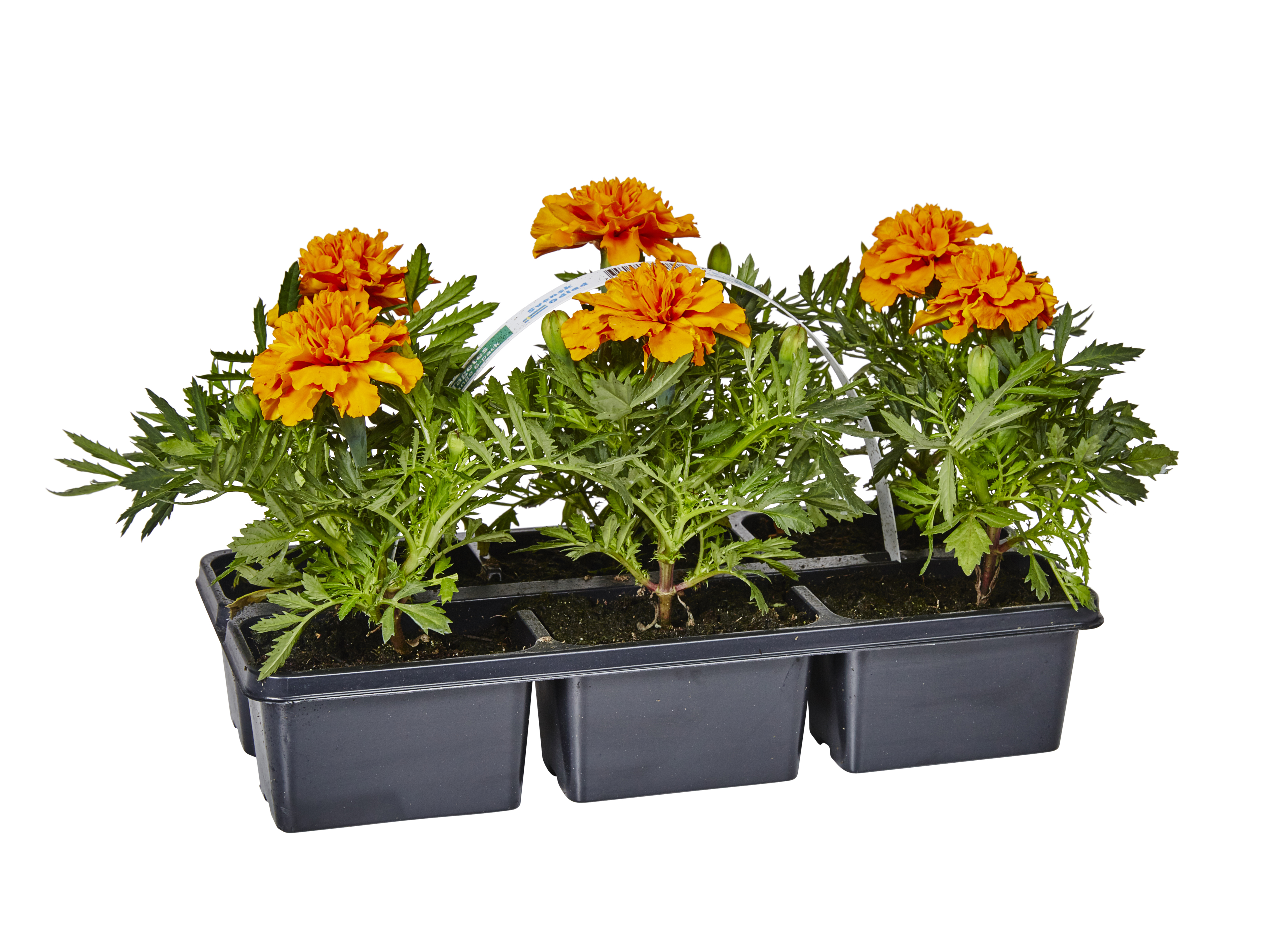 Tagetes Orange 6-pack