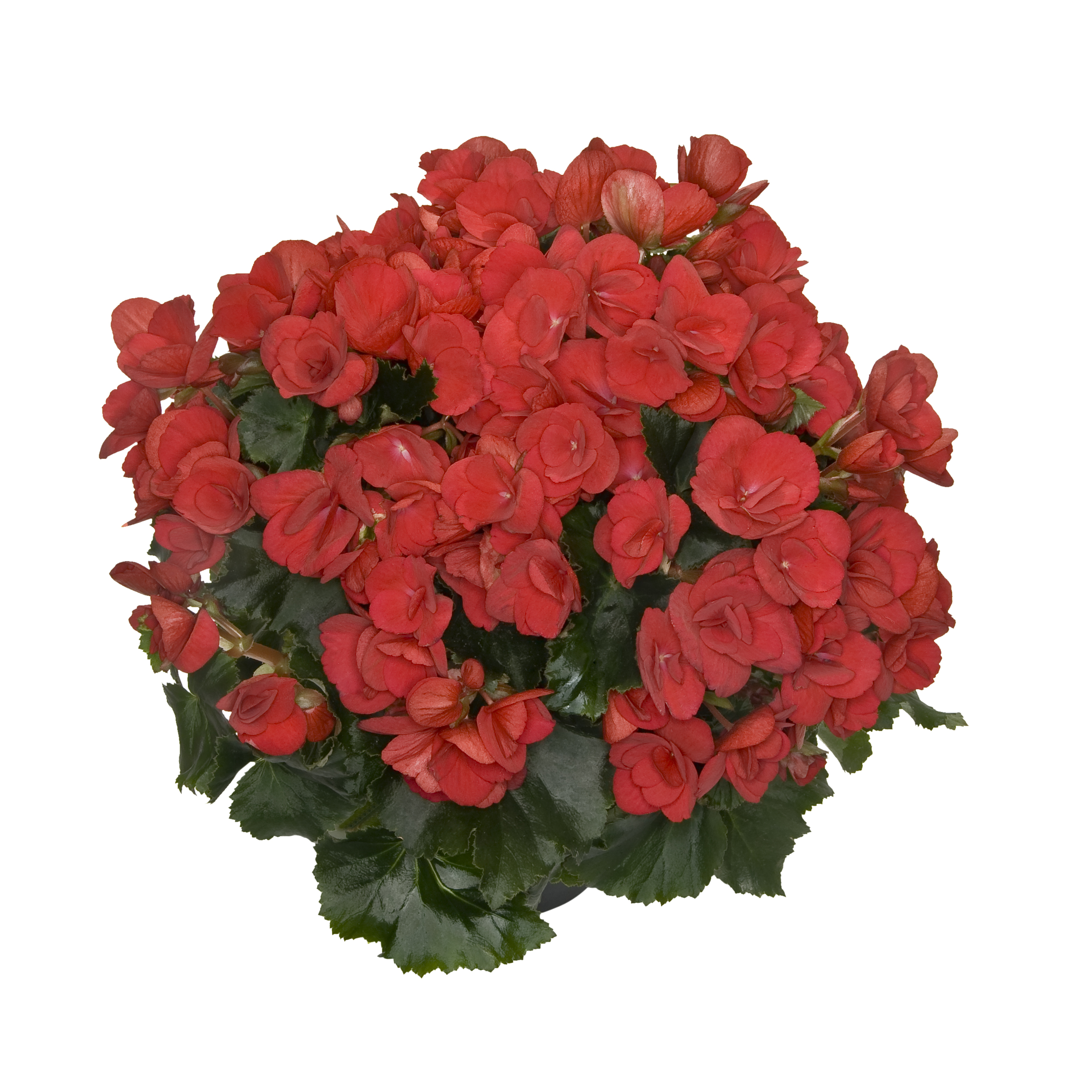 Begonia 'Betulia' 19 cm