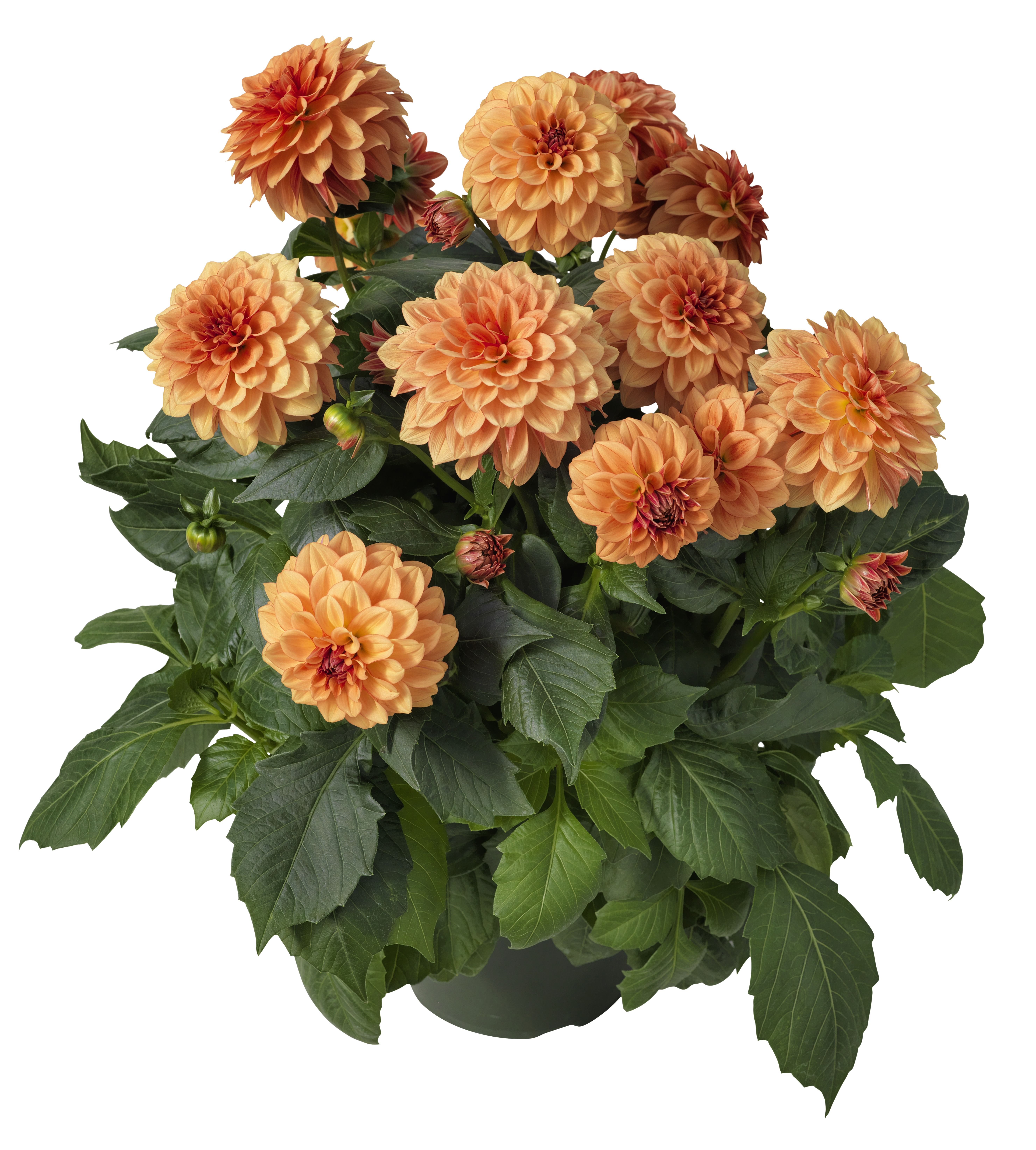 Dahlia green leaf, double fl. 27 cm