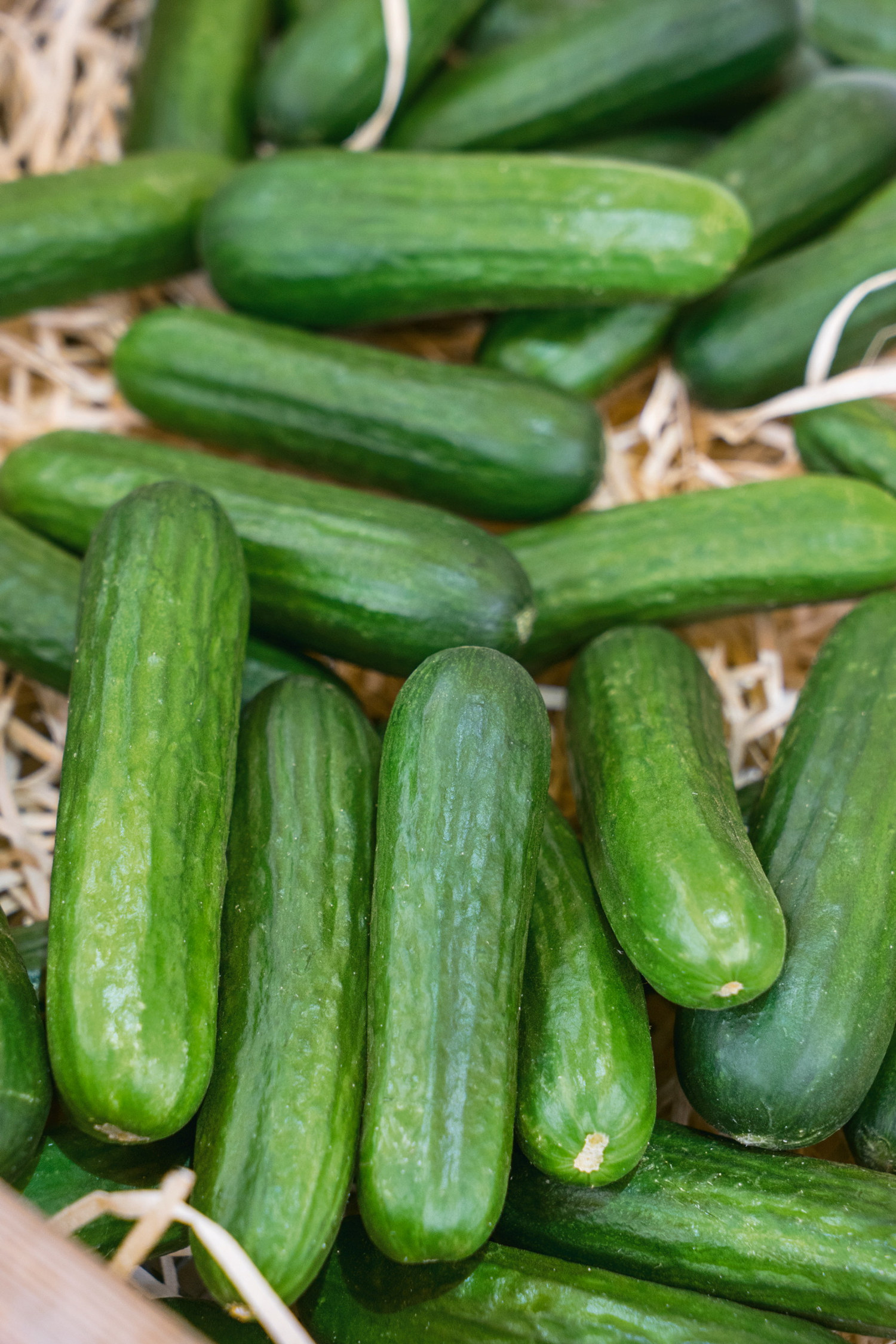 Cucumis 6 cm