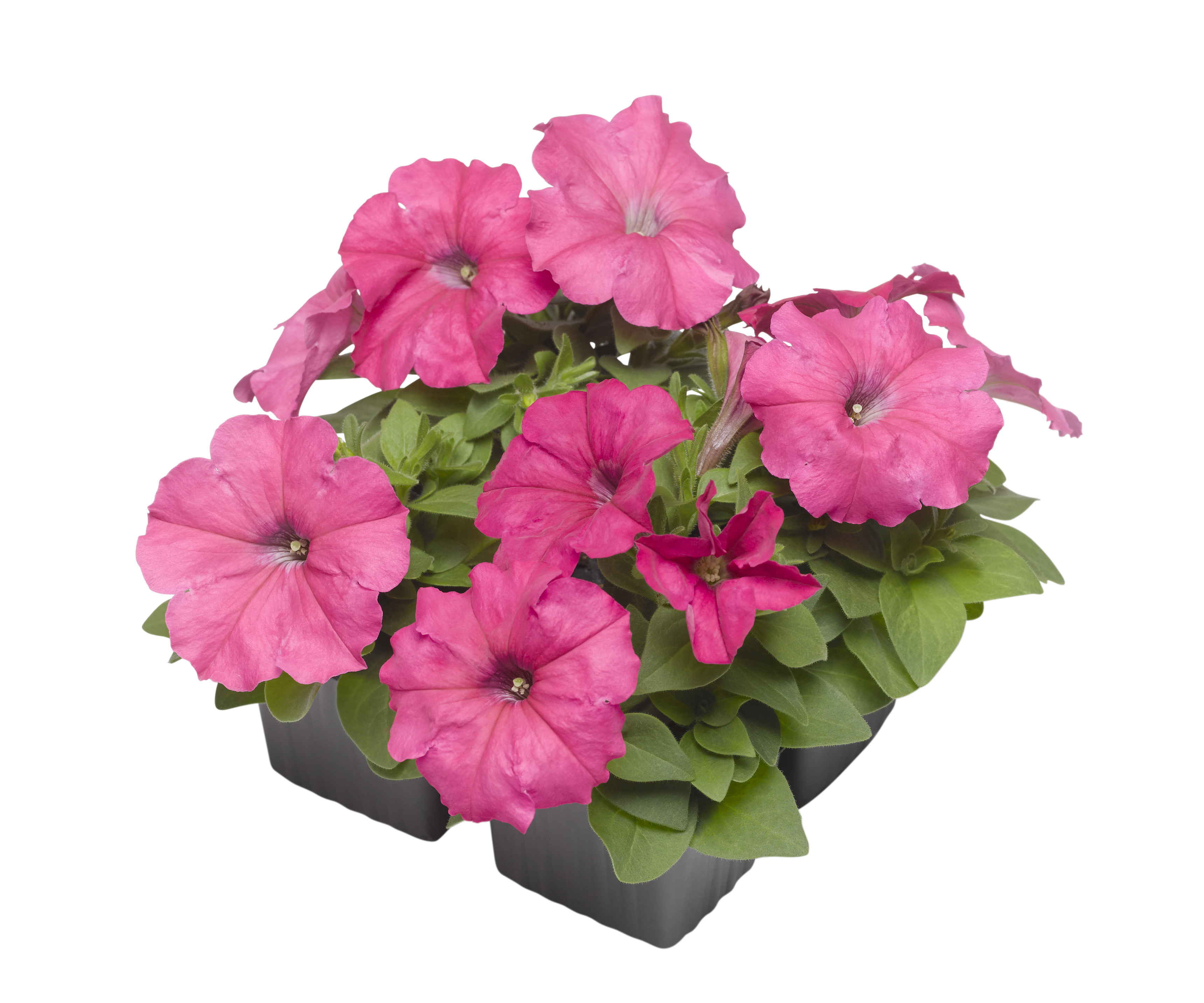 Petunia Pink 6-pack