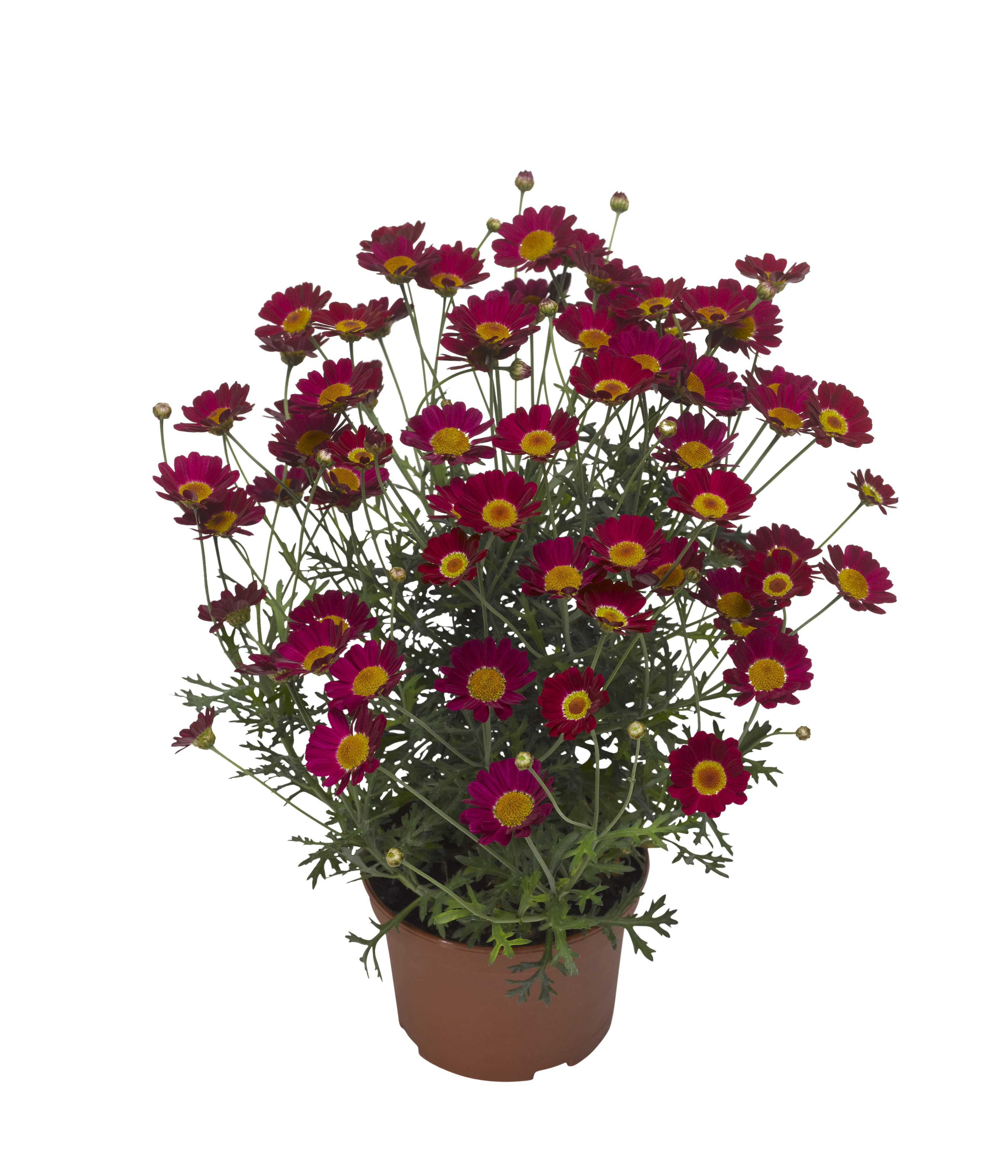 Argyranthemum Red 19 cm