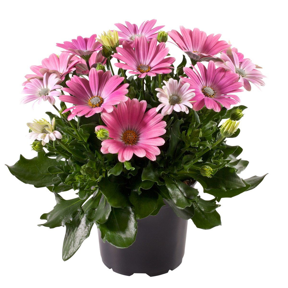 Osteospermum Pink 12 cm