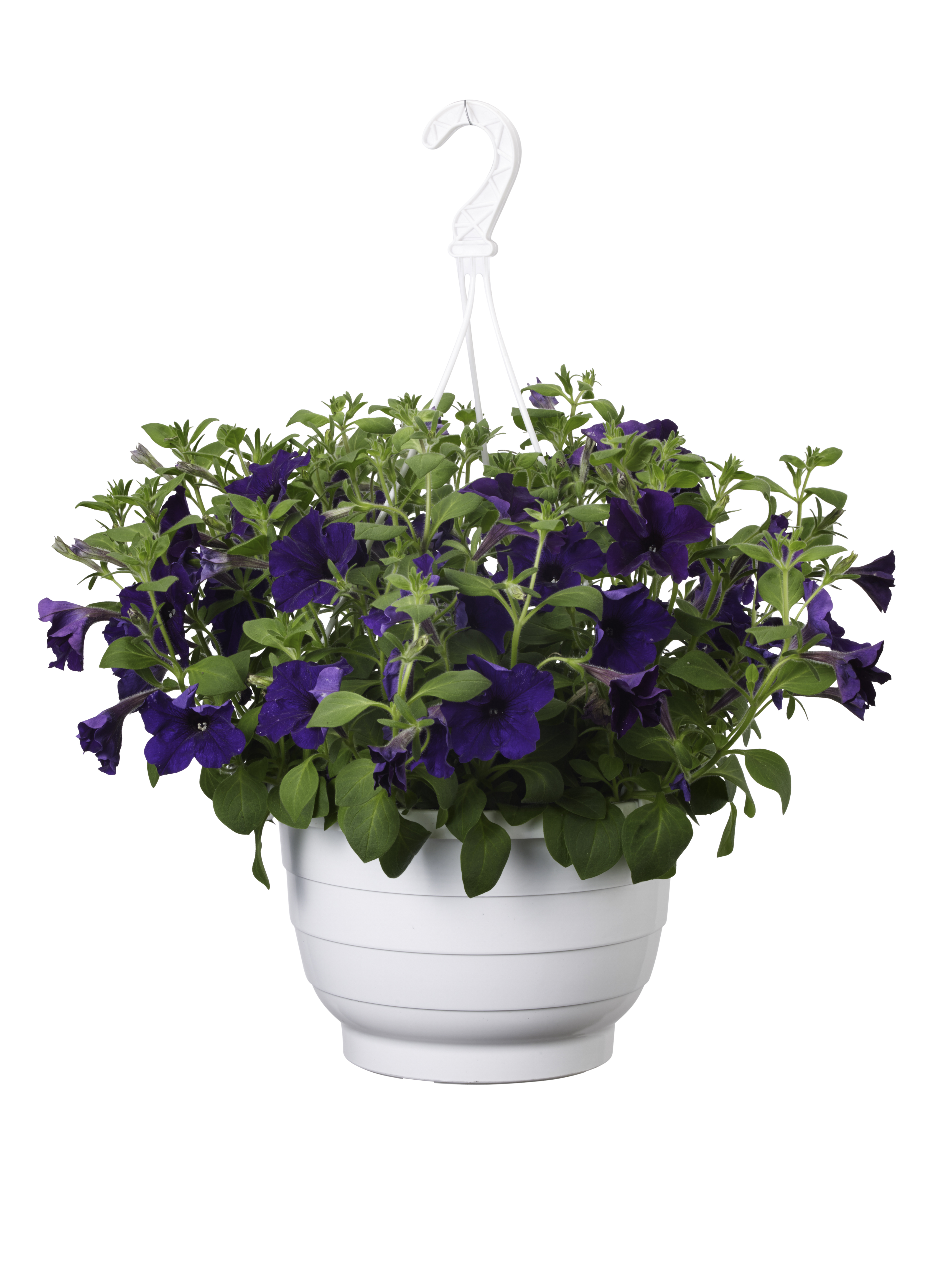 Petunia h. Blue h. basket 25 cm