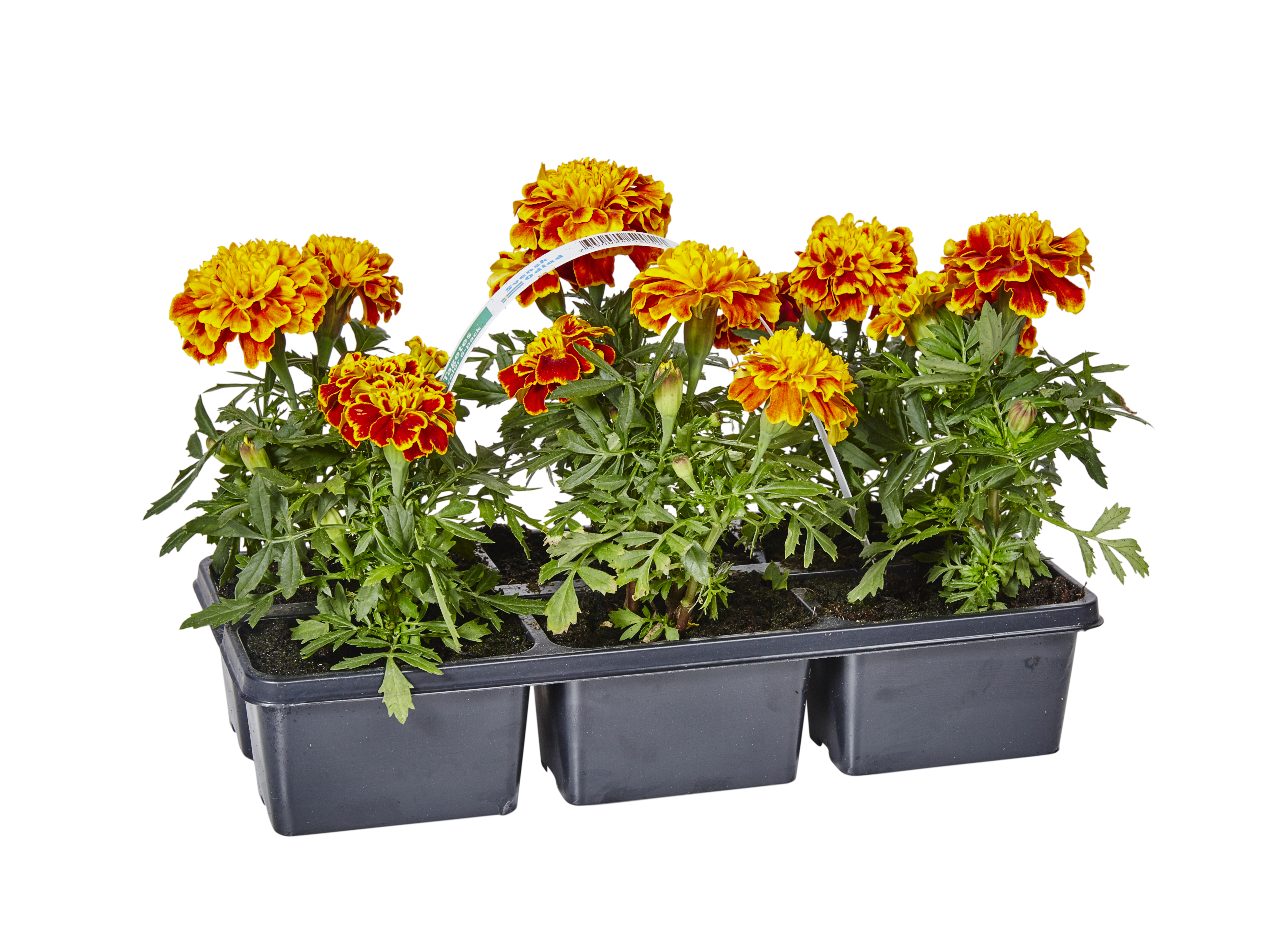 Tagetes
