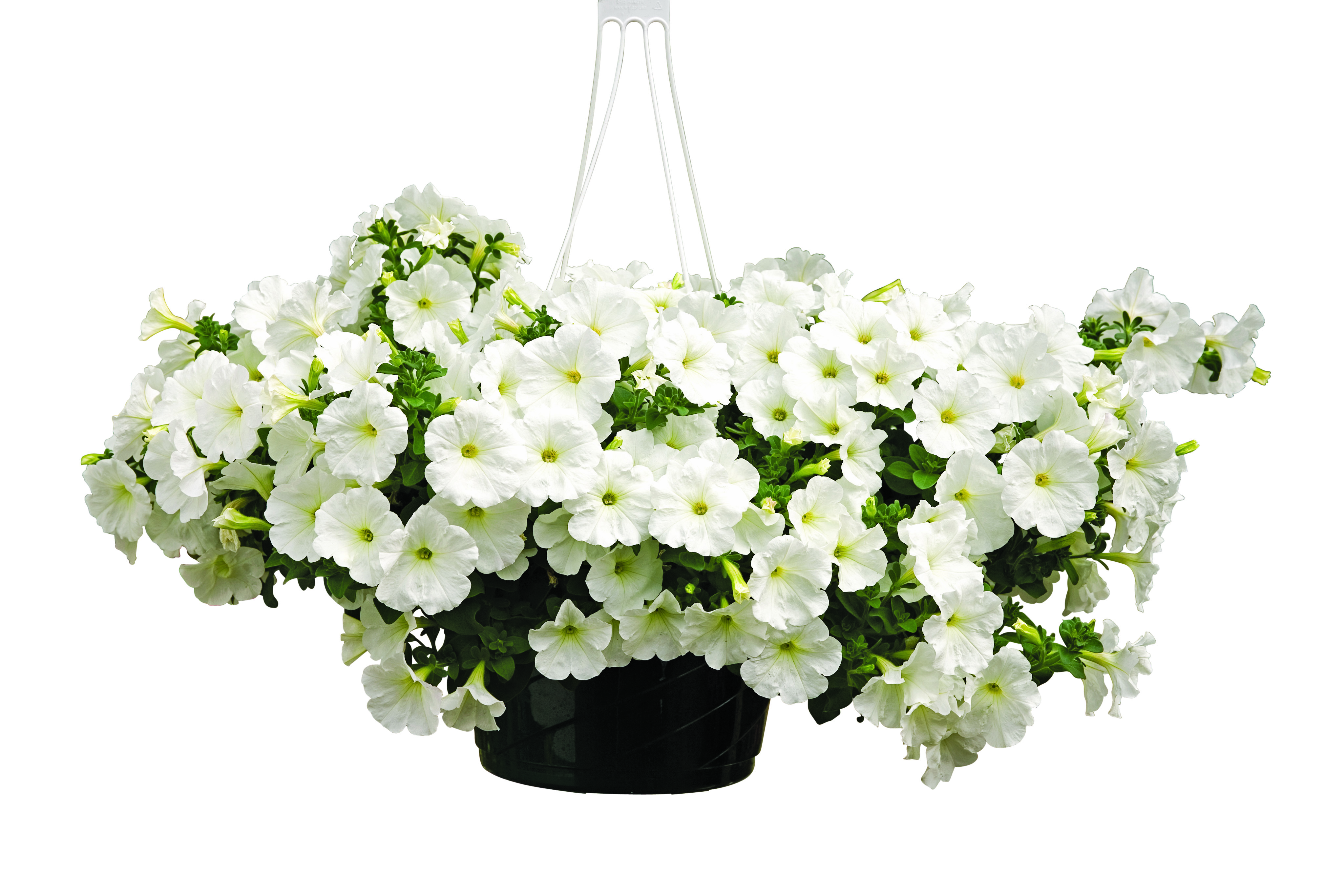 Petunia h. White h. basket 25 cm