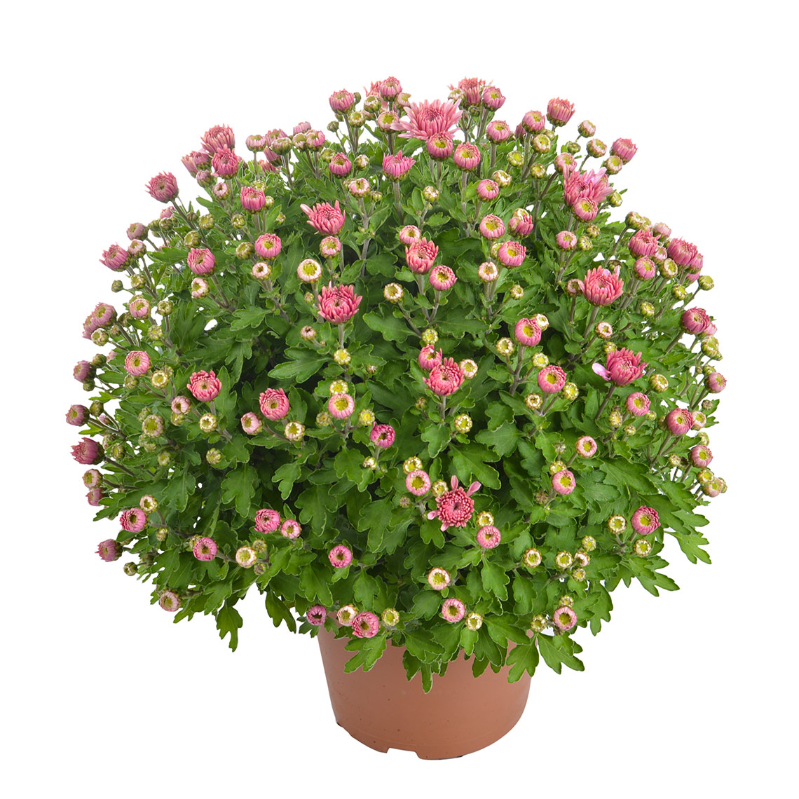 Chrysanthemum ind. Pink 14 cm