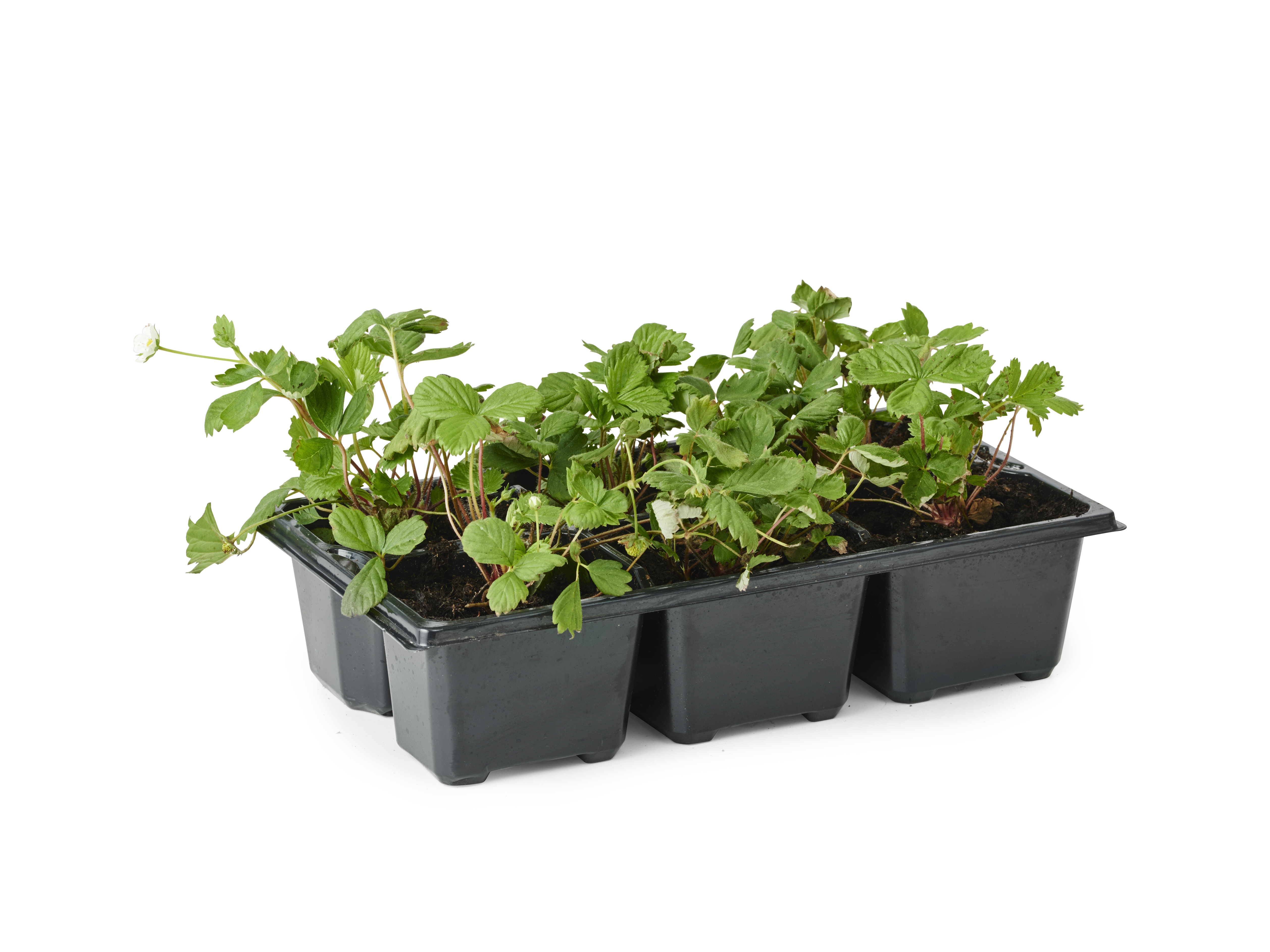 Markjordbær 'Rügen'