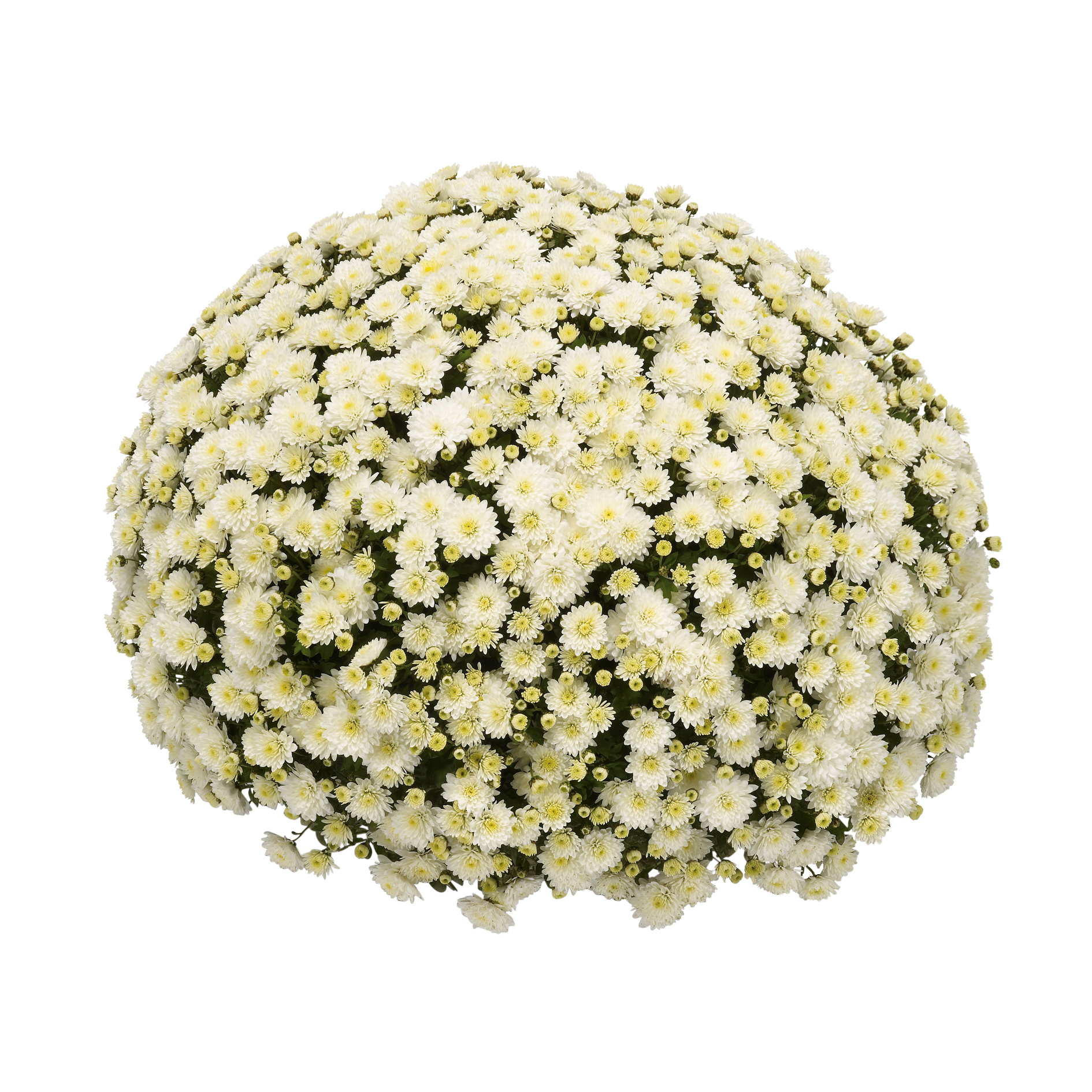 Chrysanthemum ind. White 19 cm