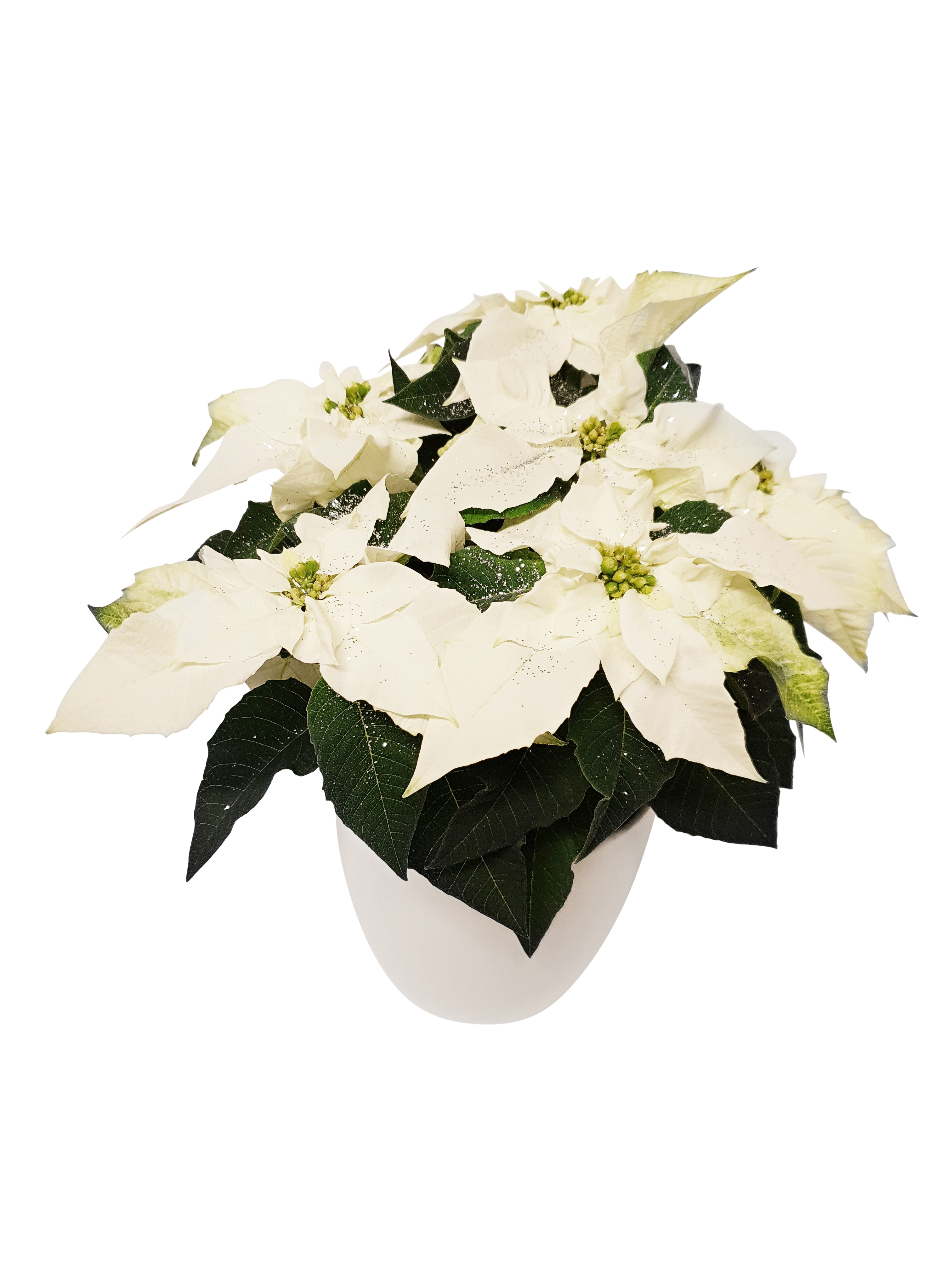 Euphorbia pulch. 'Princettia White glitter' 12 cm