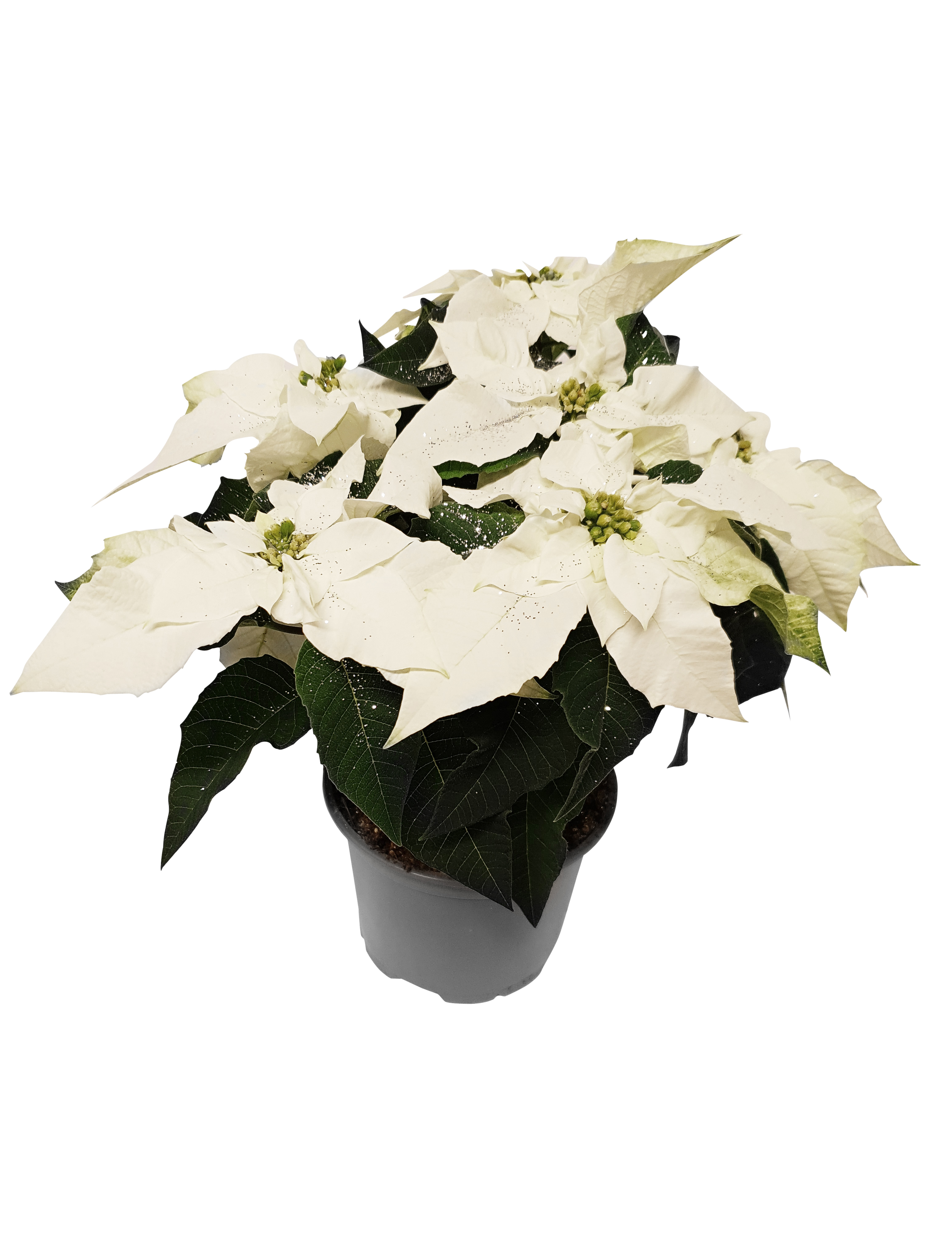 Euphorbia pulch. 'Princettia White glitter' 12 cm